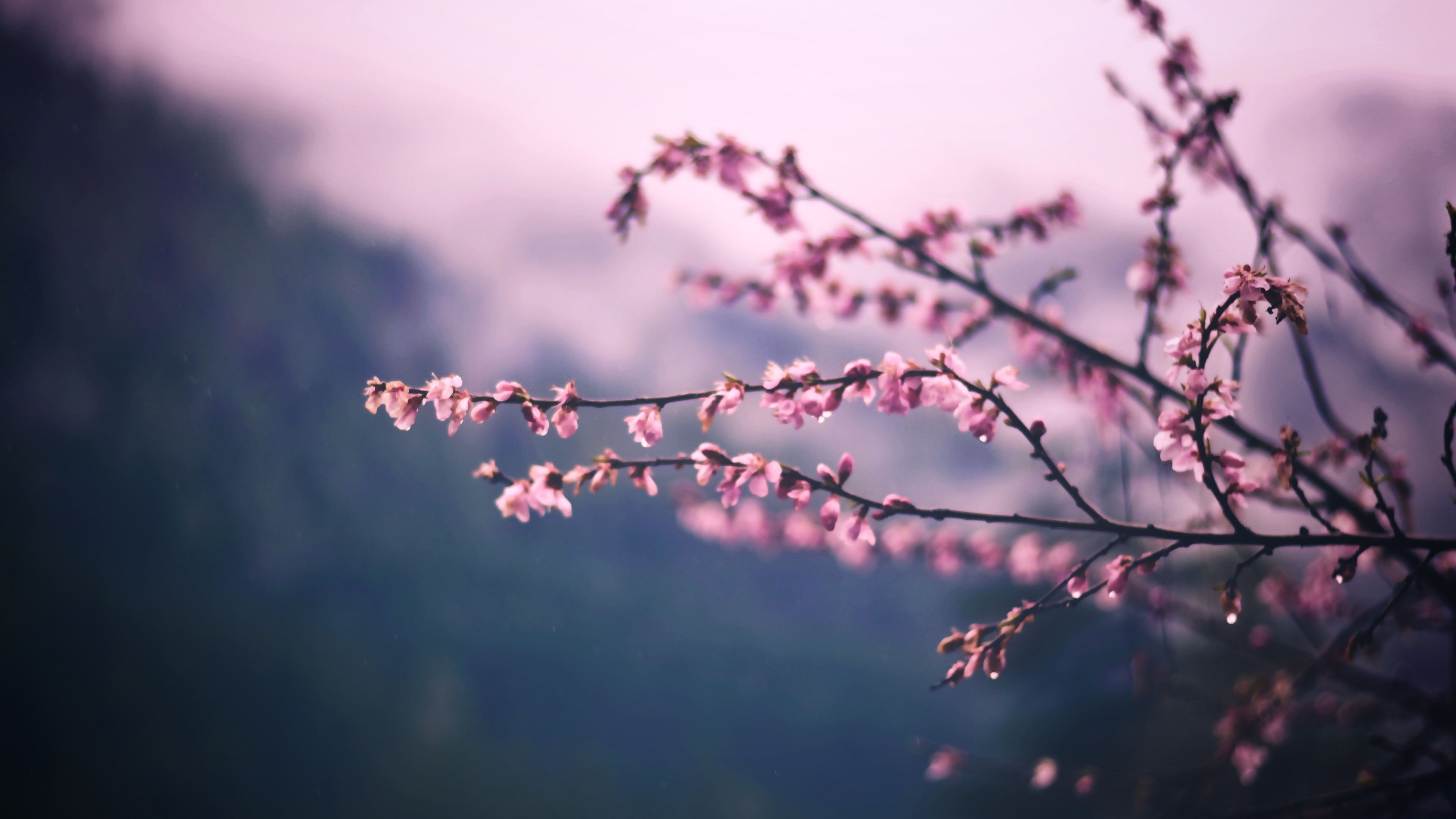 SPRING 1080P, 2K, 4K, 5K HD wallpapers free download