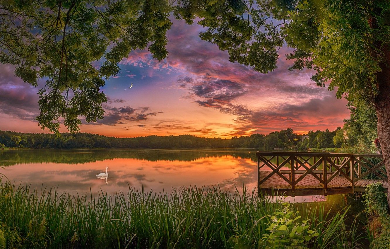 Wallpaper summer, sunset, lake, tree, bird, Swan image for desktop, section пейзажи