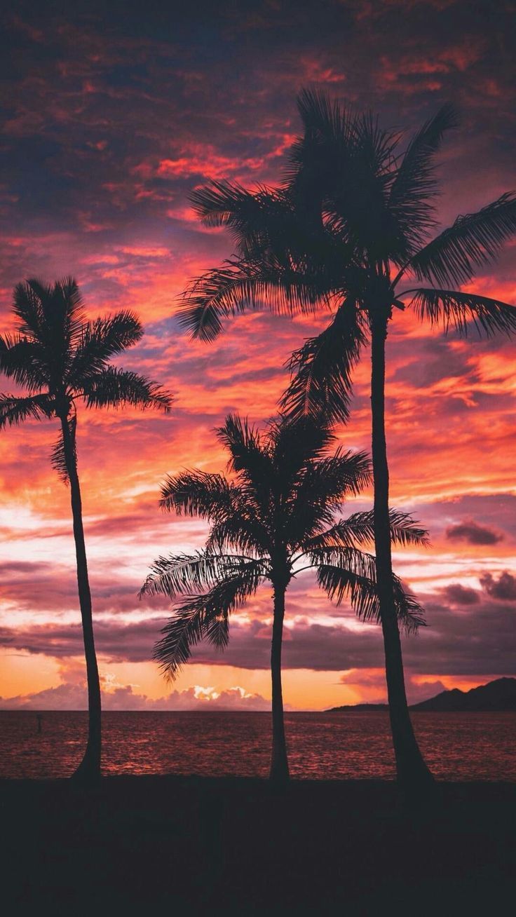 Palm Trees and the #summer #sunset. Tree sunset wallpaper, Sunset picture, Landscape wallpaper