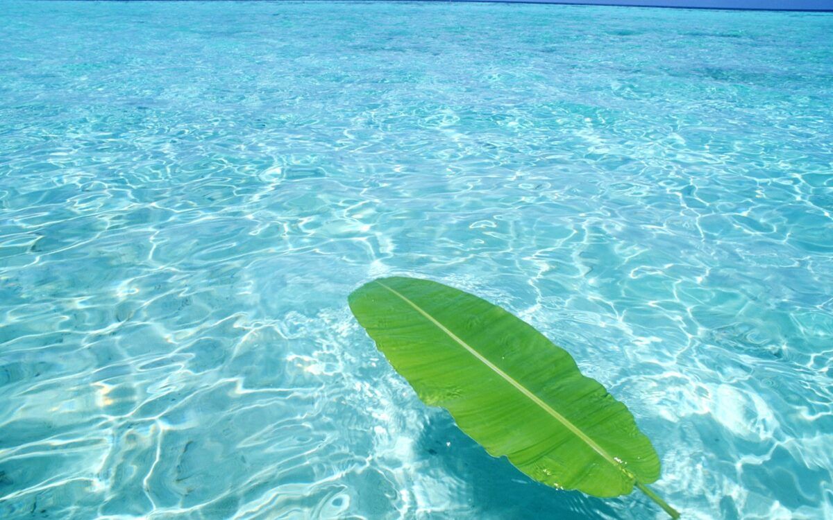 Leaf, On, The, Sea, HD Sea Wallpaper, Ocean, Summer, Sun, Sky, Vacation, Widescreen, Free, 1805x1128. Full HD Wallpaper