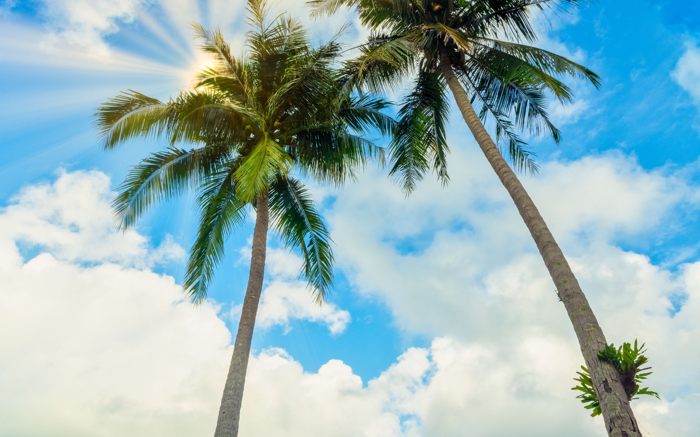 Download wallpaper high palms, view from below, large green palm leaves, tropical island, coconuts on palms, blue sky, summer for desktop with resolution 2880x1800. High Quality HD picture wallpaper