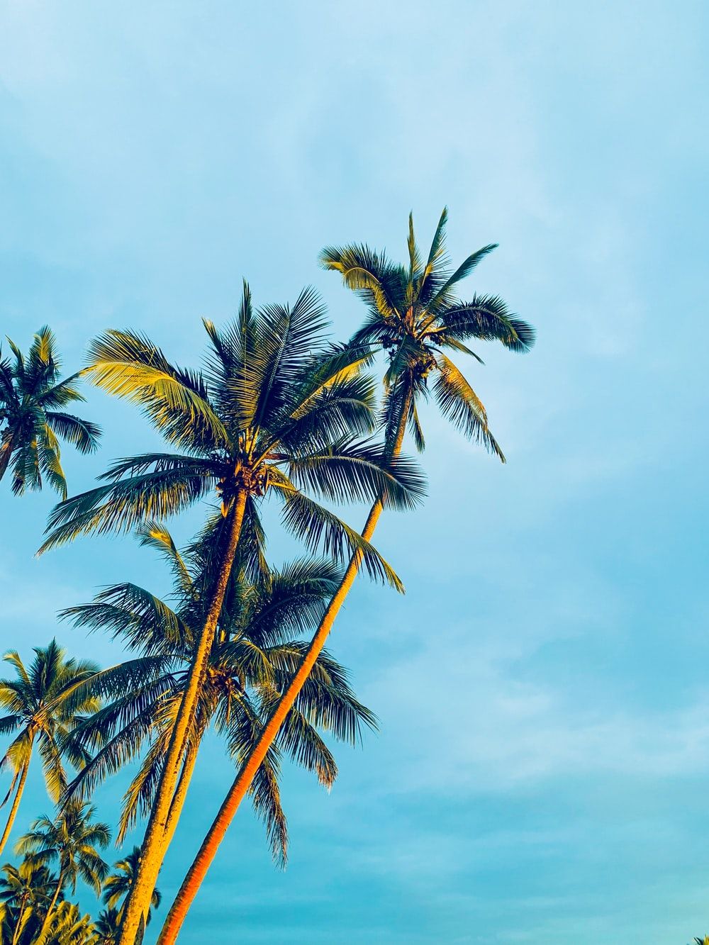 coconut trees under blue sky during daytime photo