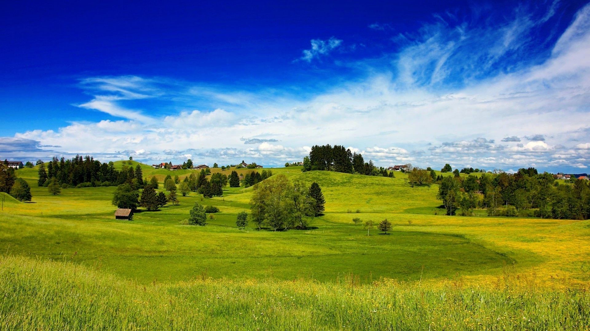 Green field, trees, blue sky