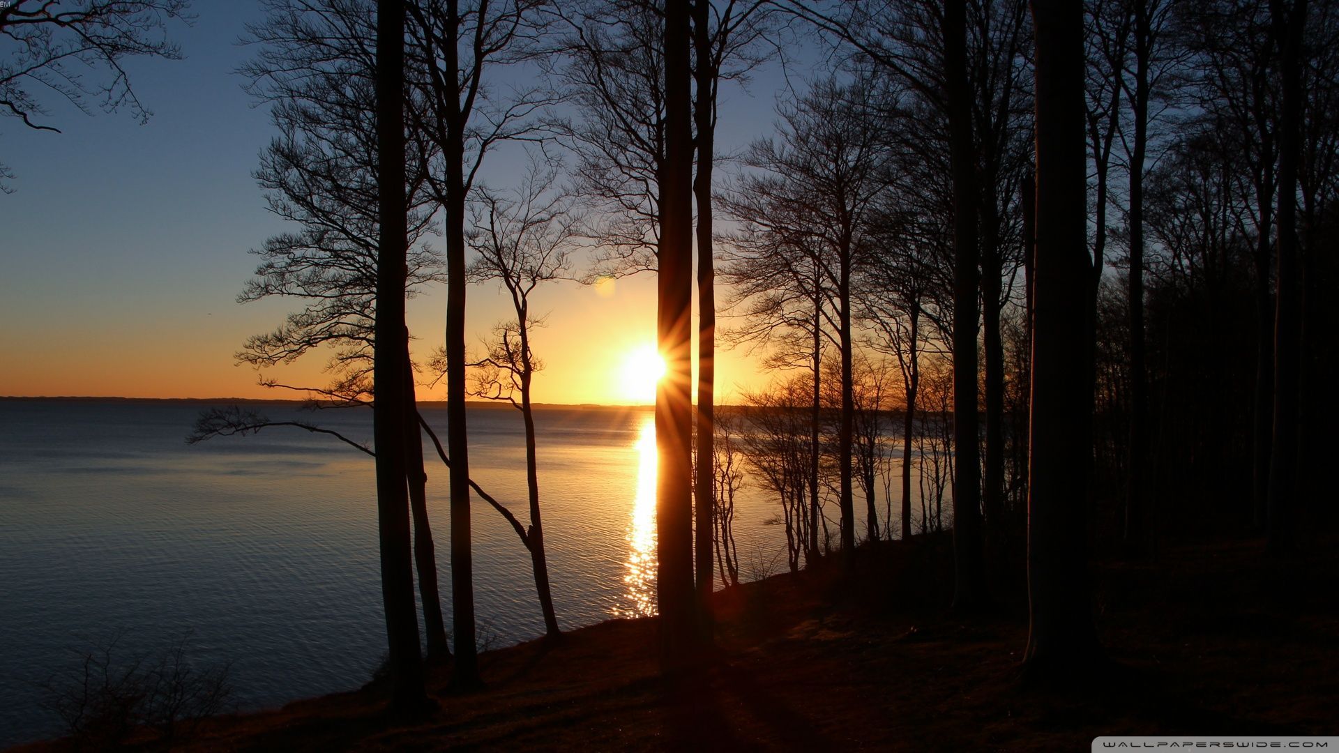 Forest Sunset Wallpaper