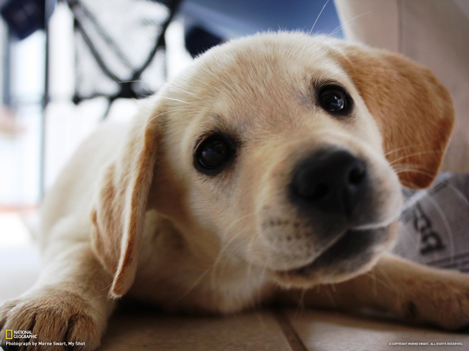 Free download Image Of Lab Puppies Golden lab puppy [1600x1200] for your Desktop, Mobile & Tablet. Explore Yellow Lab Puppy Wallpaper. Chocolate Lab Puppy Wallpaper, Black Lab Wallpaper Desktop