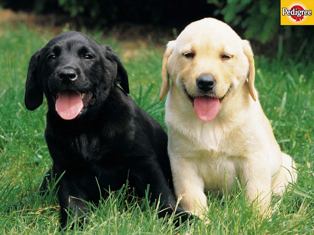 Black And Yellow Lab Puppy HD Wallpaper