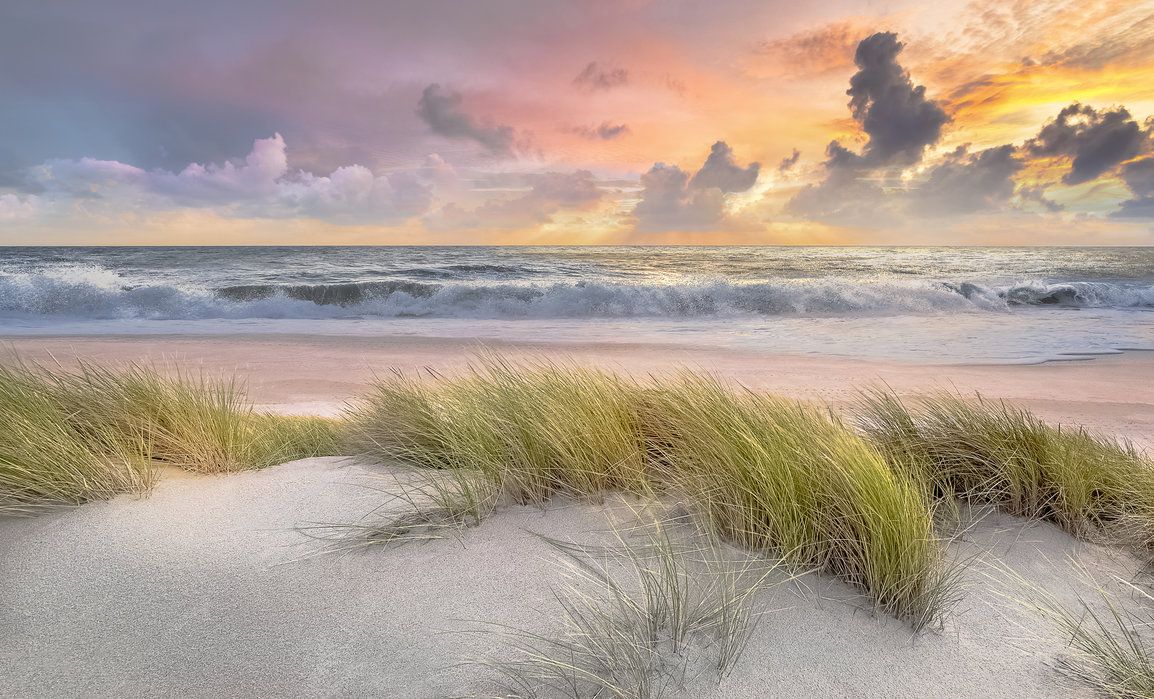 Grass in Beach Sand