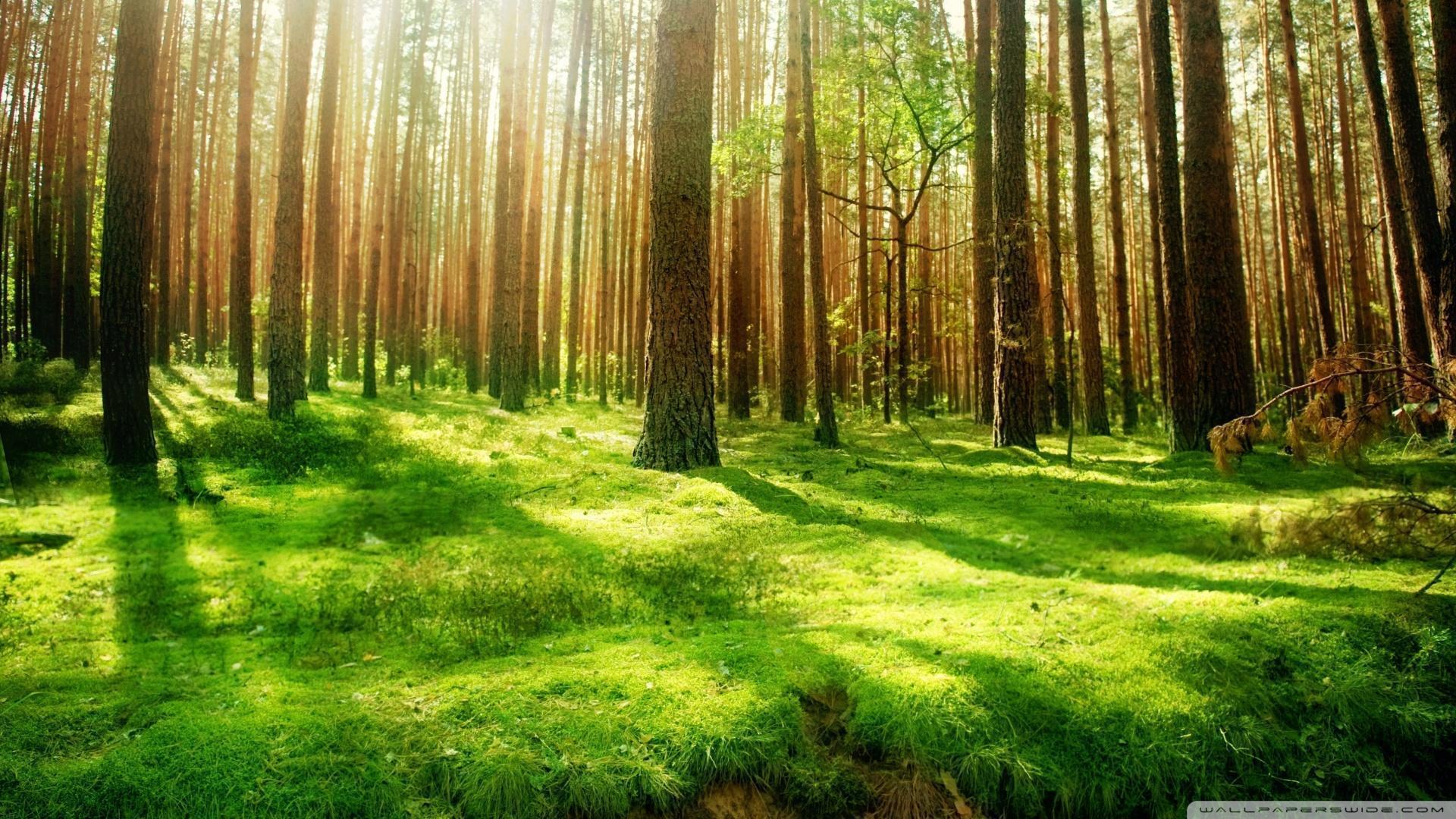 Beautiful Forest Scenery ❤ 4K HD Desktop Wallpaper for 4K Ultra HD