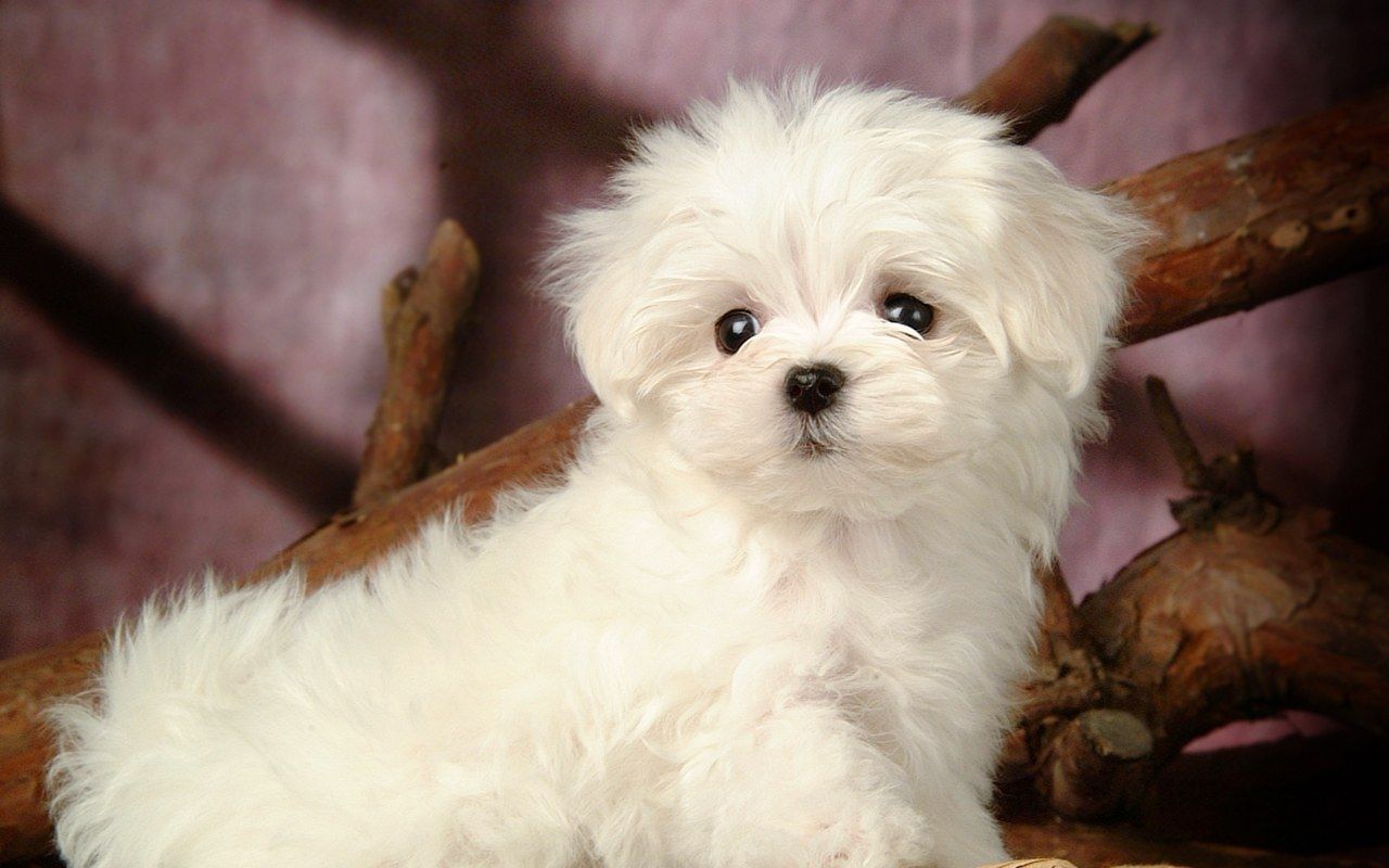 White Poodle Wallpaper