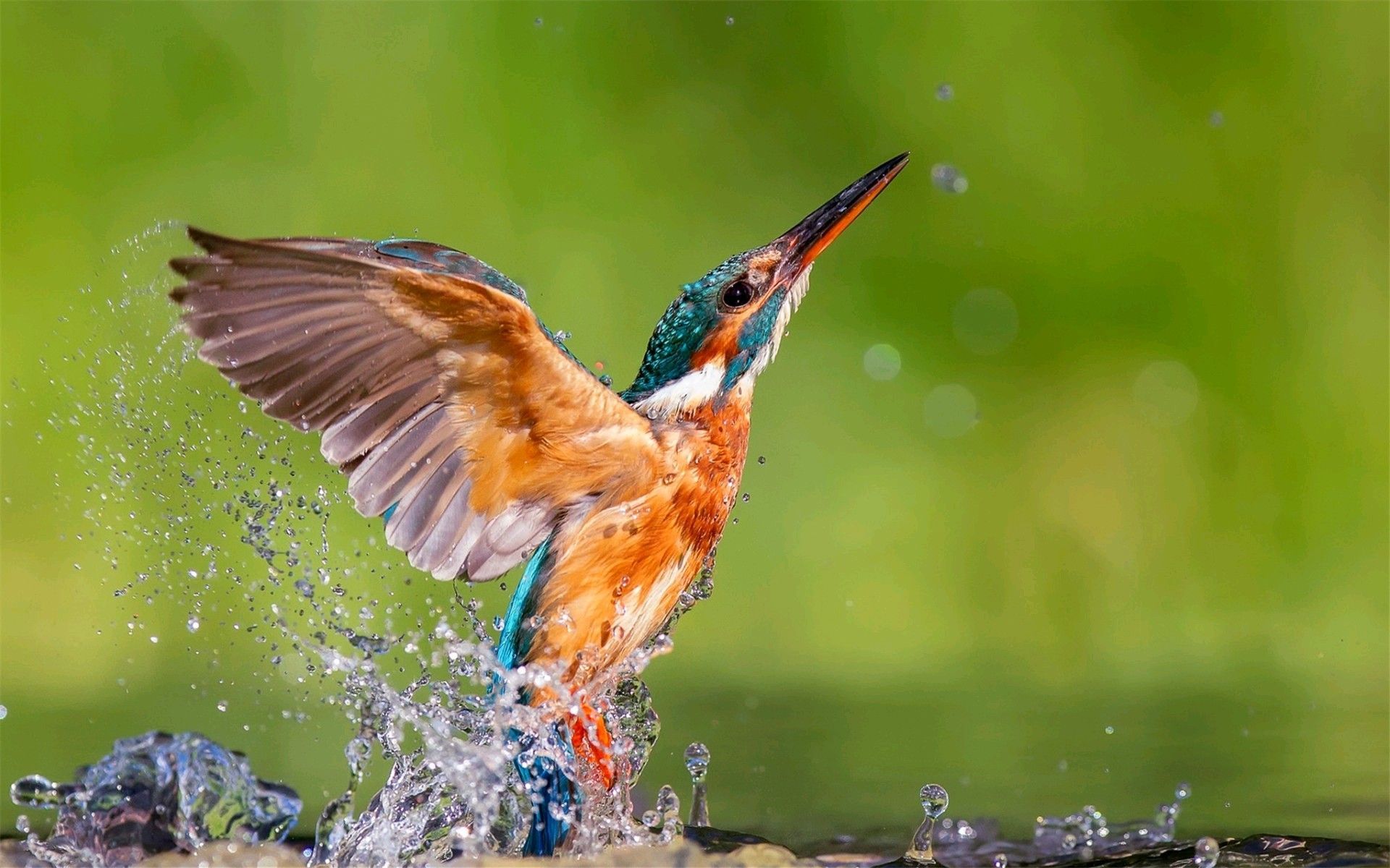 Beautifulll. Kingfisher bird, Kingfisher, HD wallpaper