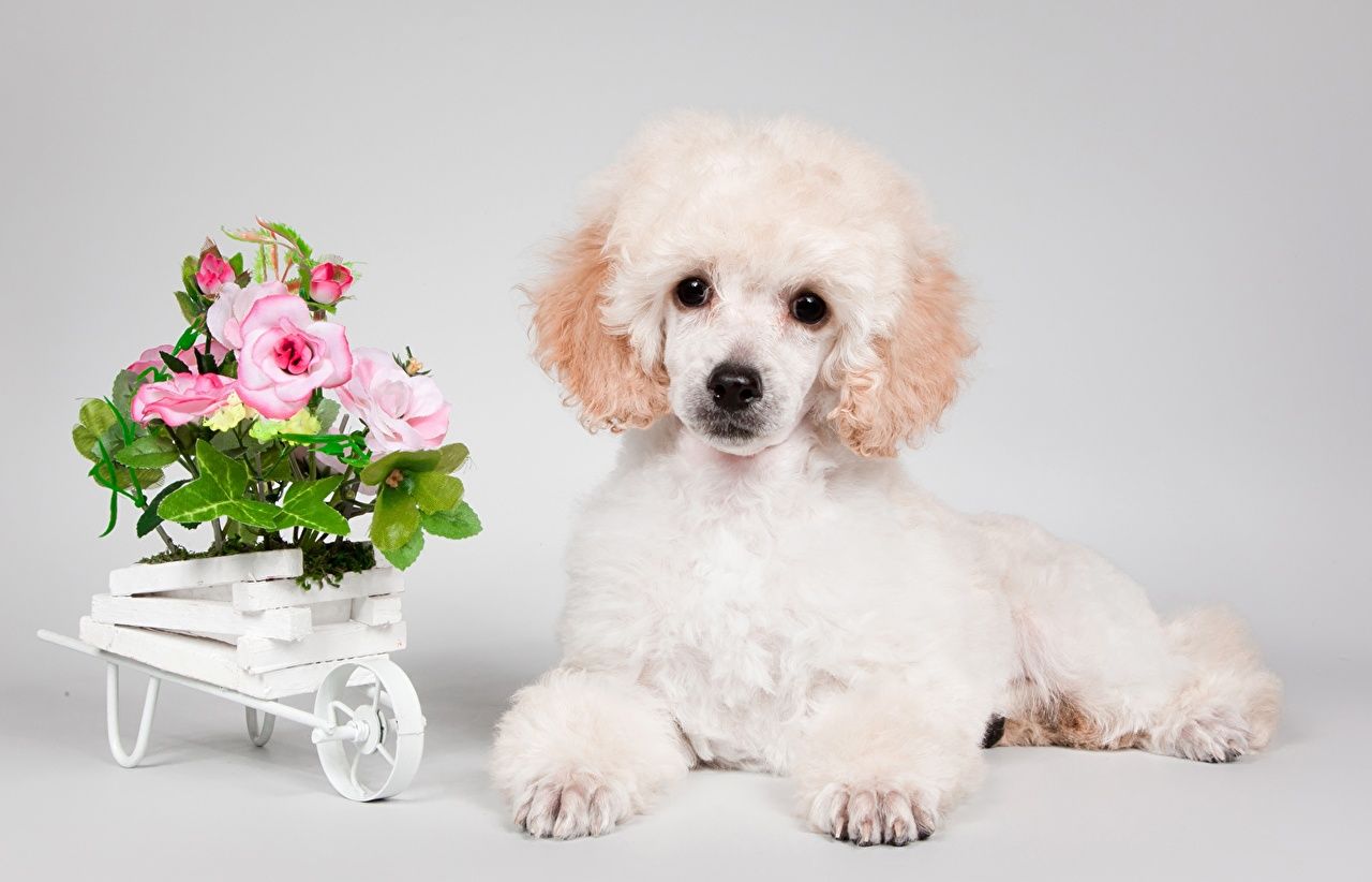 Desktop Wallpaper Poodle puppies dog White animal