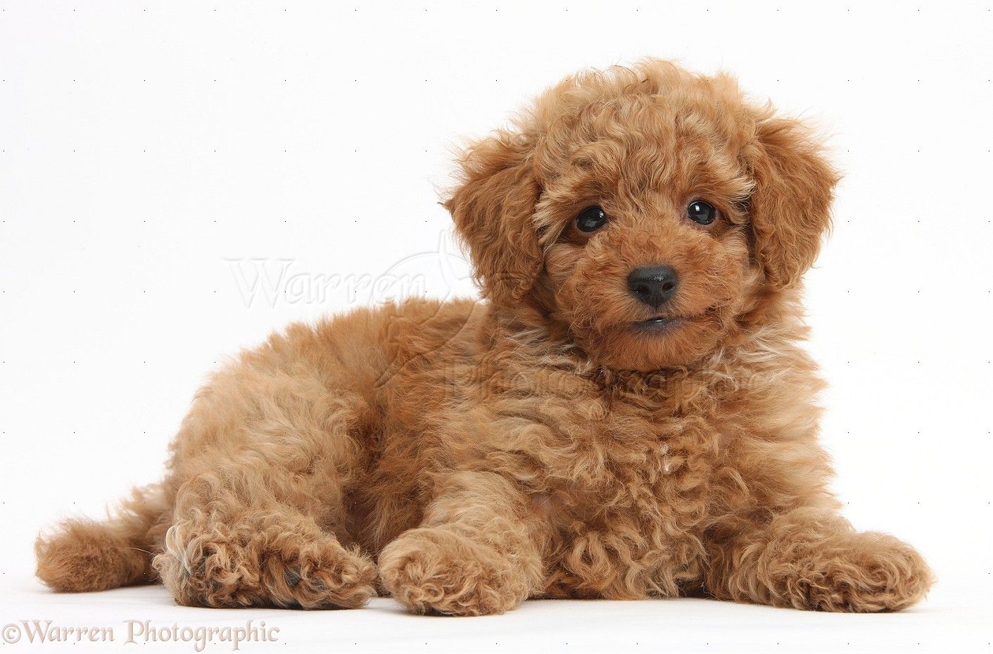 Free download Dog Cute red Toy Poodle puppy photo WP38746 [1411x929] for your Desktop, Mobile & Tablet. Explore Toy Poodle Wallpaper. Standard Poodle Wallpaper, Pink Poodle Wallpaper, Free Poodle Puppy Wallpaper