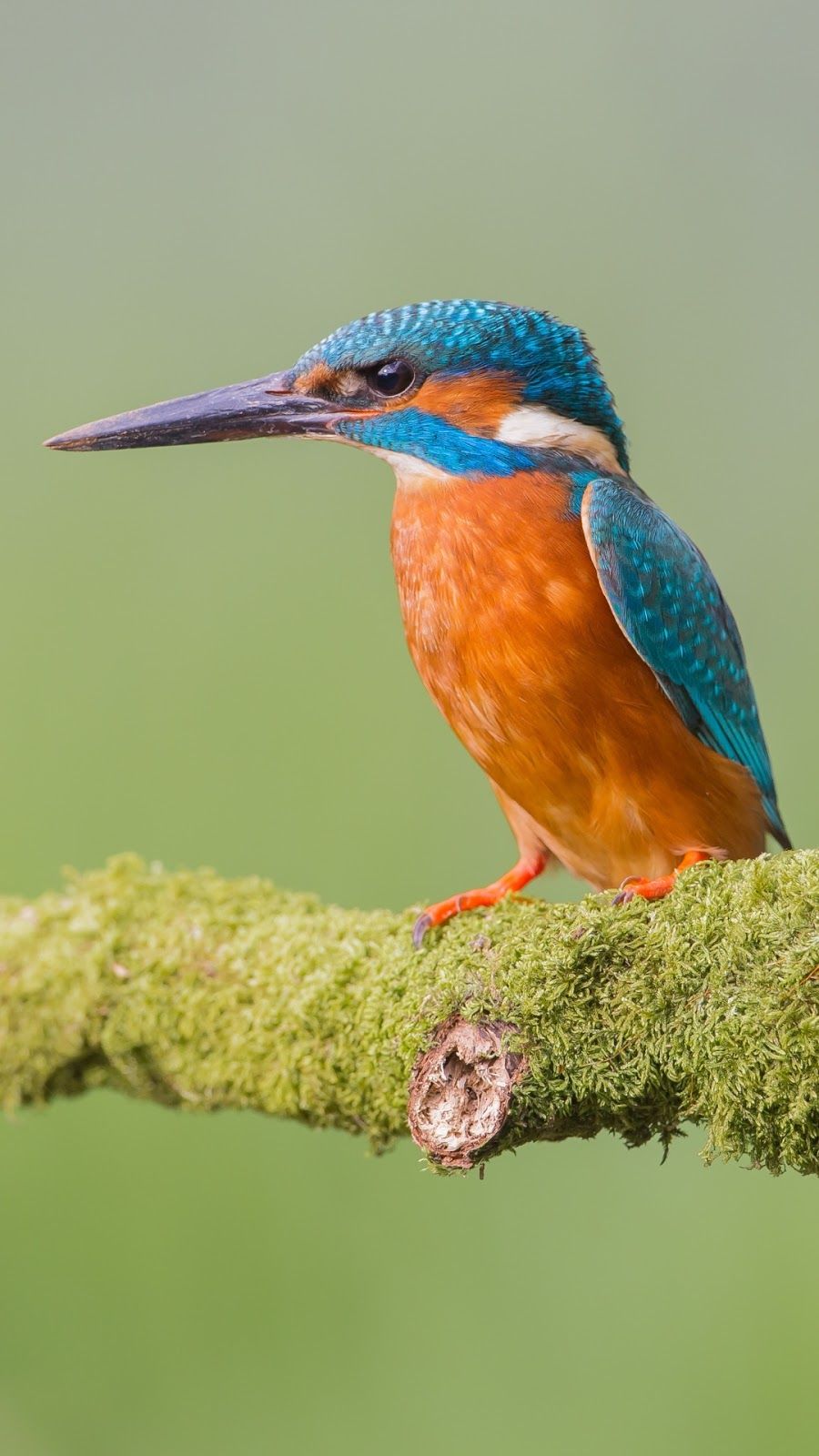 Kingfisher Bird Mobile Wallpaper Mobile Walls