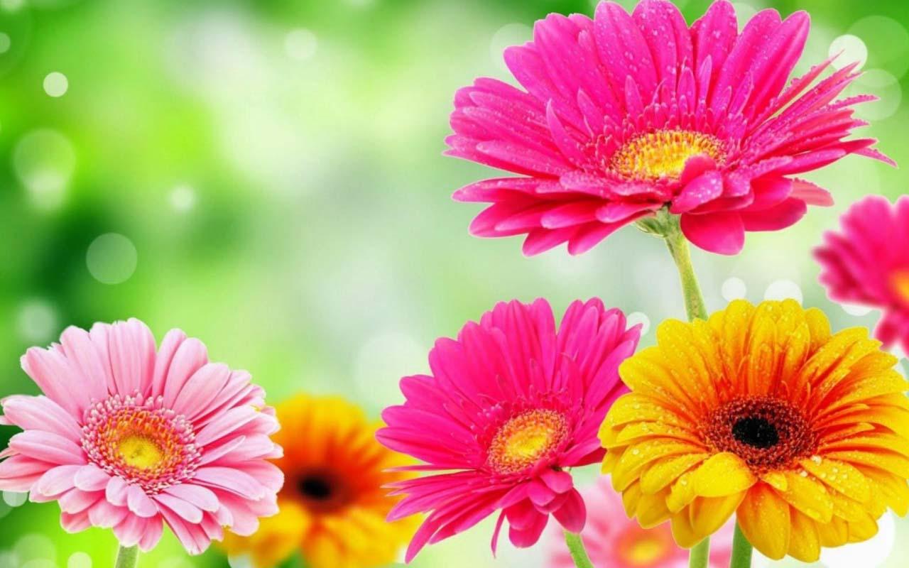 Những bức ảnh nền Mùa xuân với hoa 3D đầy màu sắc chắc chắn sẽ mang đến cho bạn những khoảnh khắc giải trí thư giãn. Hãy xem hình để khám phá những điều thú vị mà các bông hoa này có thể đem lại cho bạn.