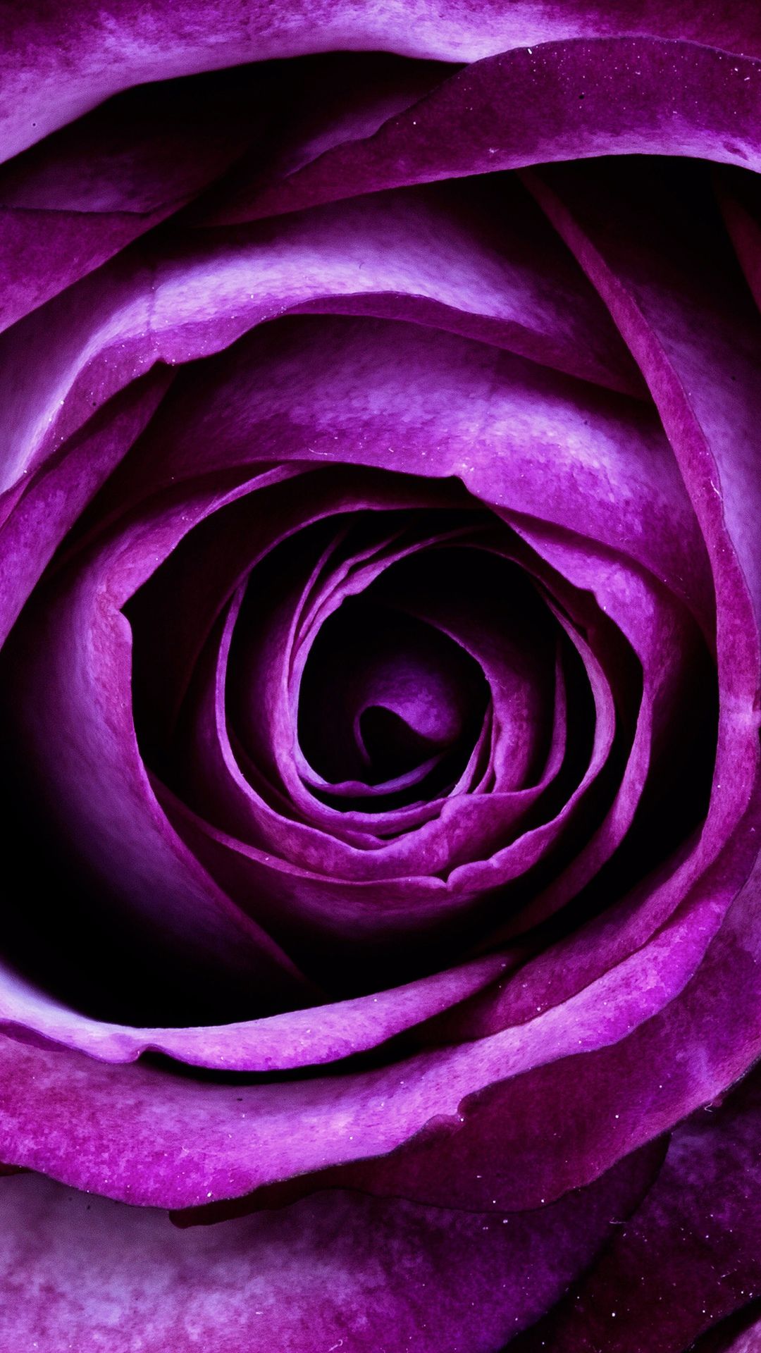 Purple Flowers Phone Wallpaper
