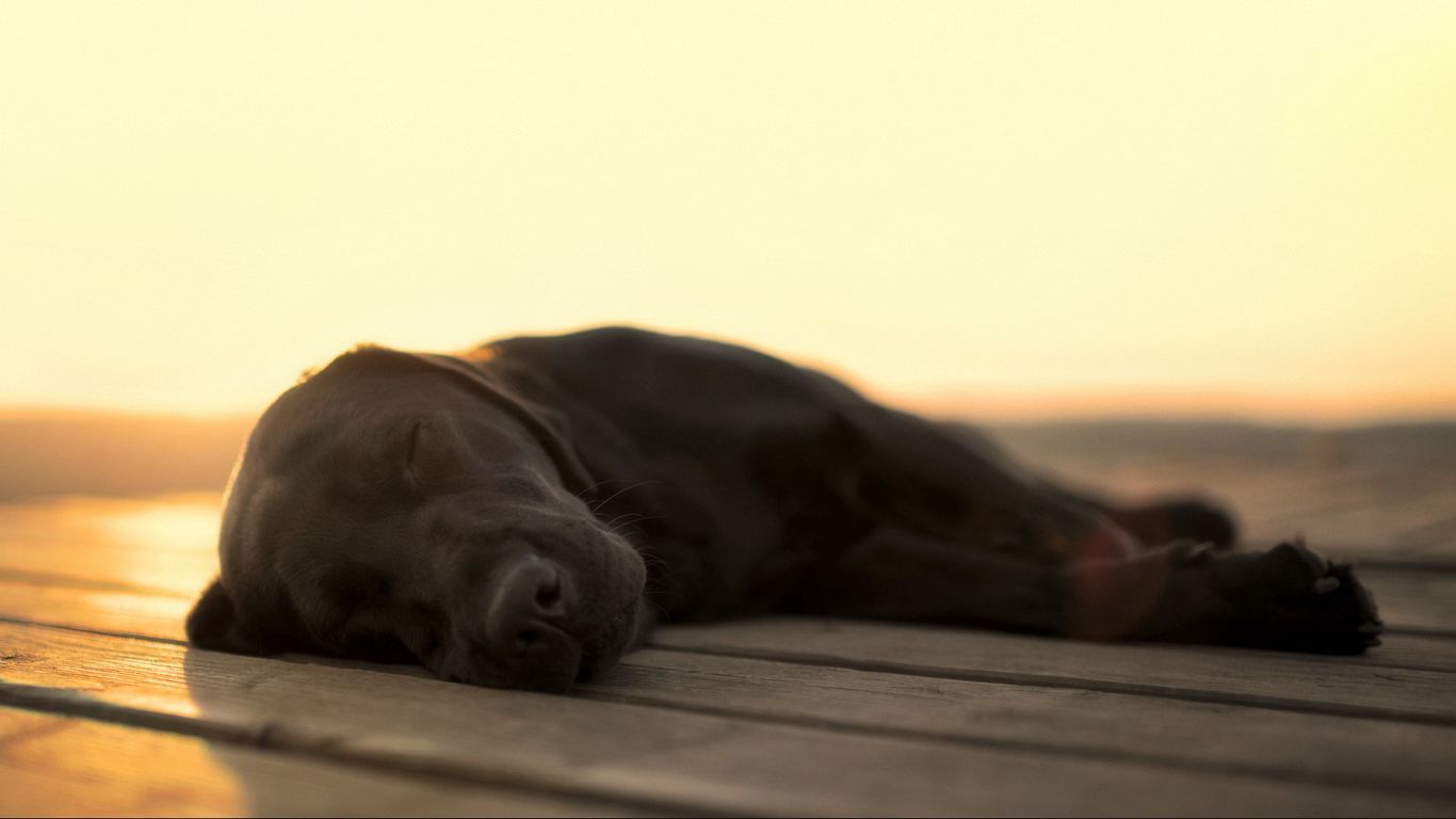 Download wallpaper 1366x768 dog, dream, face, black tablet, laptop HD background