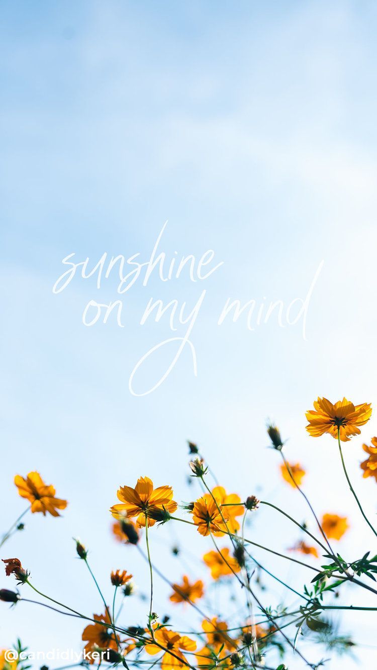 Sunshine on my mind flowers field quote inspirational background wallpaper. Inspirational background, Beautiful wallpaper background, Inspirational wallpaper