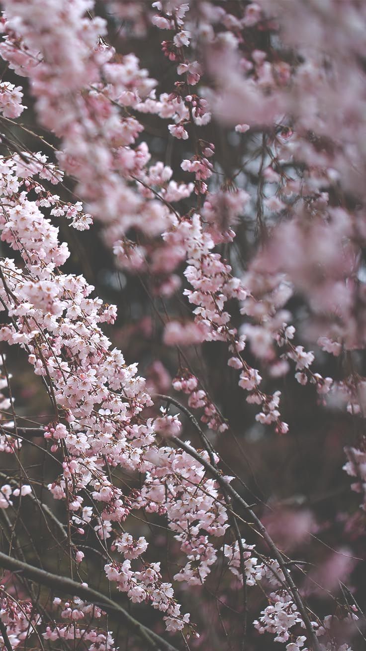 Aesthetic Cherry Blossom iPhone Wallpaper