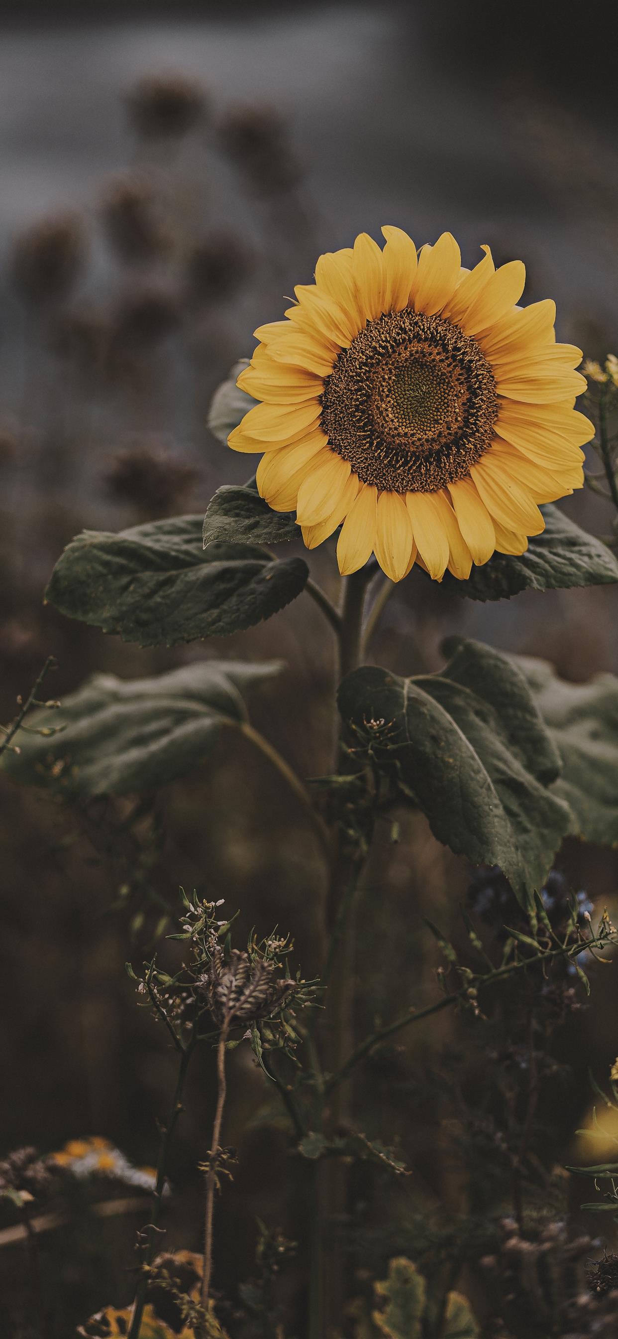 Sunflower iPhone X Wallpaper Free Download
