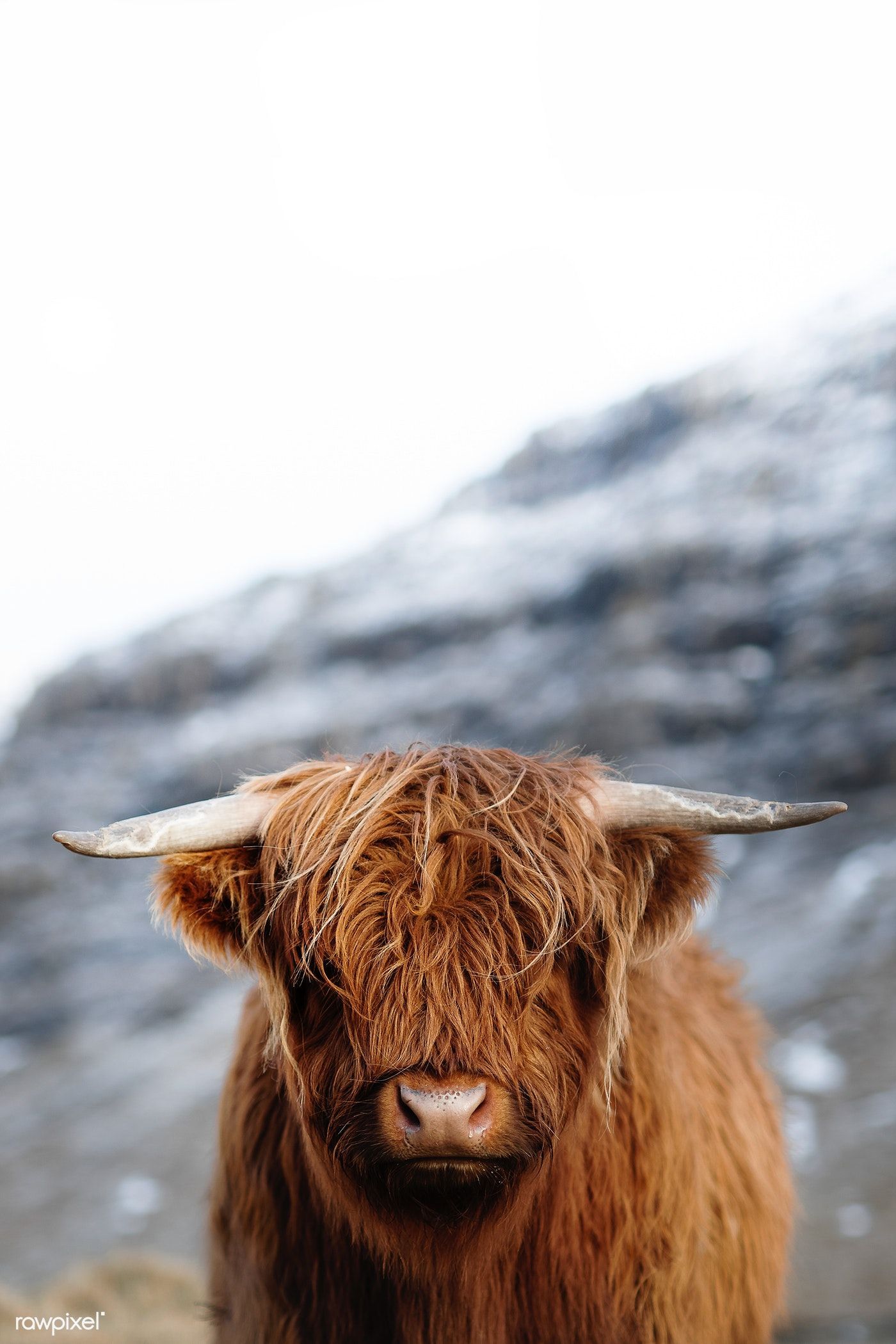 Scottish highland calf in the field. premium image / Luke Stackpoole. Highland calf, Scottish highland calf, Scottish highland cow