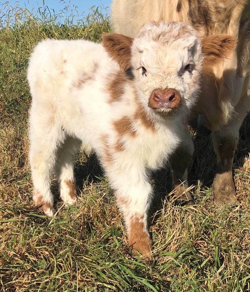 Baby Fluffly Cows