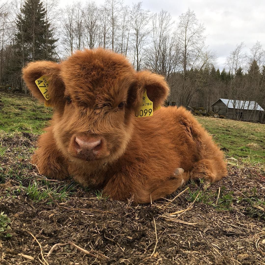 Fuzzy Cute Cow Picture