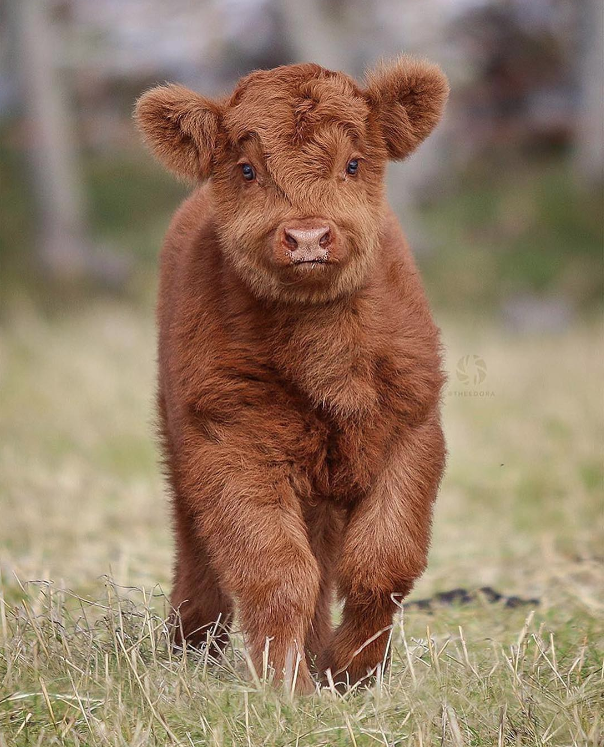 Fuzzy Highland Baby Cow