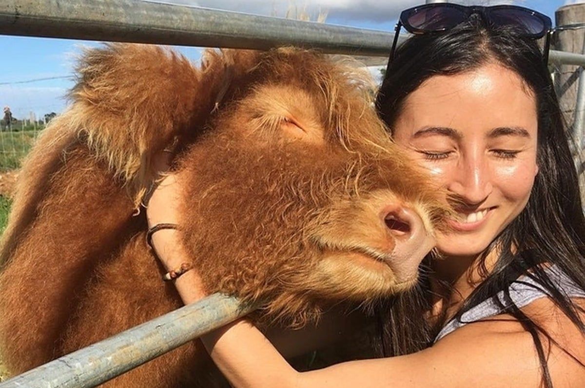 Cute AF Photo That Prove That Fluffy Highland Cows = Dogs
