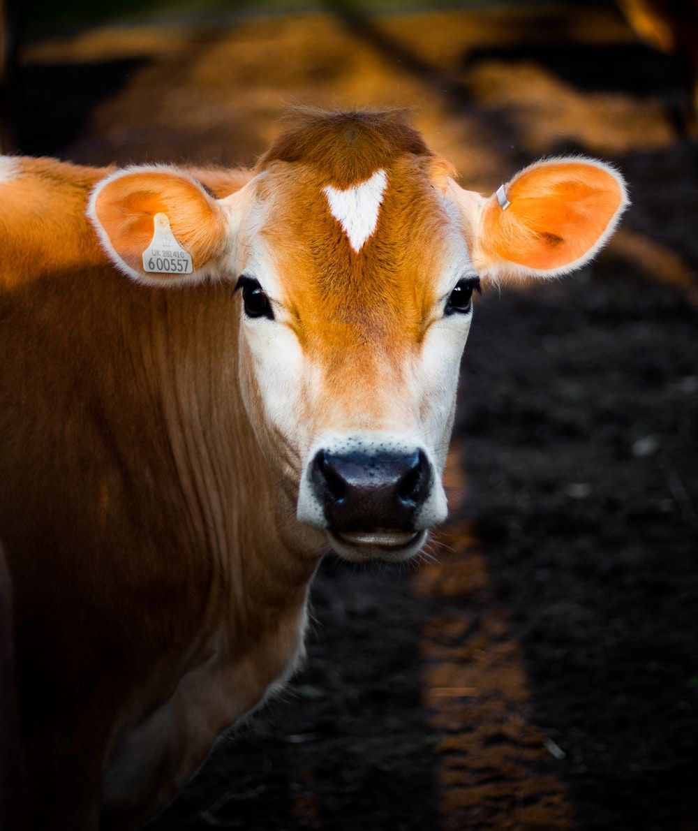 photography of right brown cow's eye photo