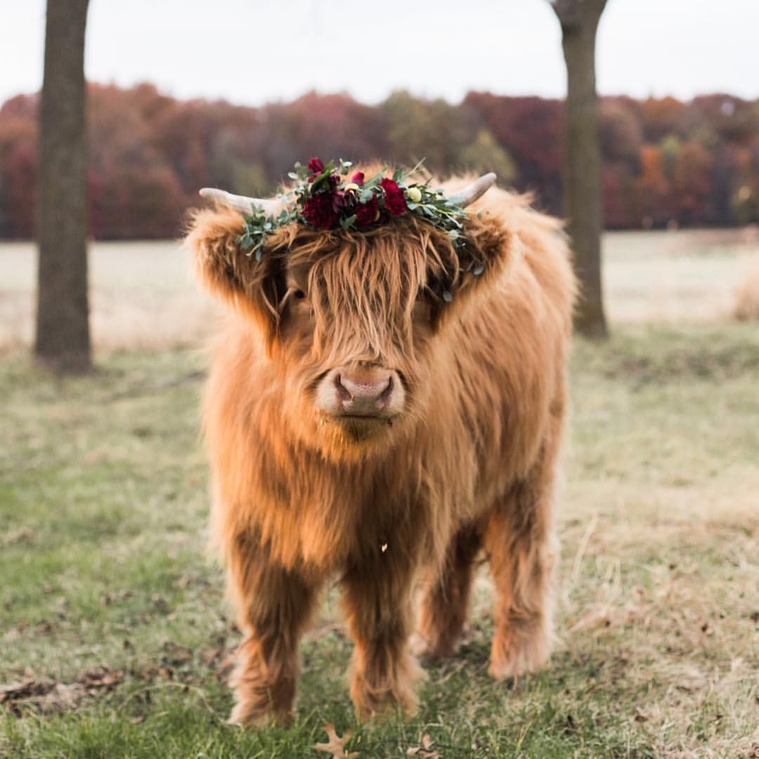 Highland miniature cow. Fluffy cows, Baby highland cow, Pet cows
