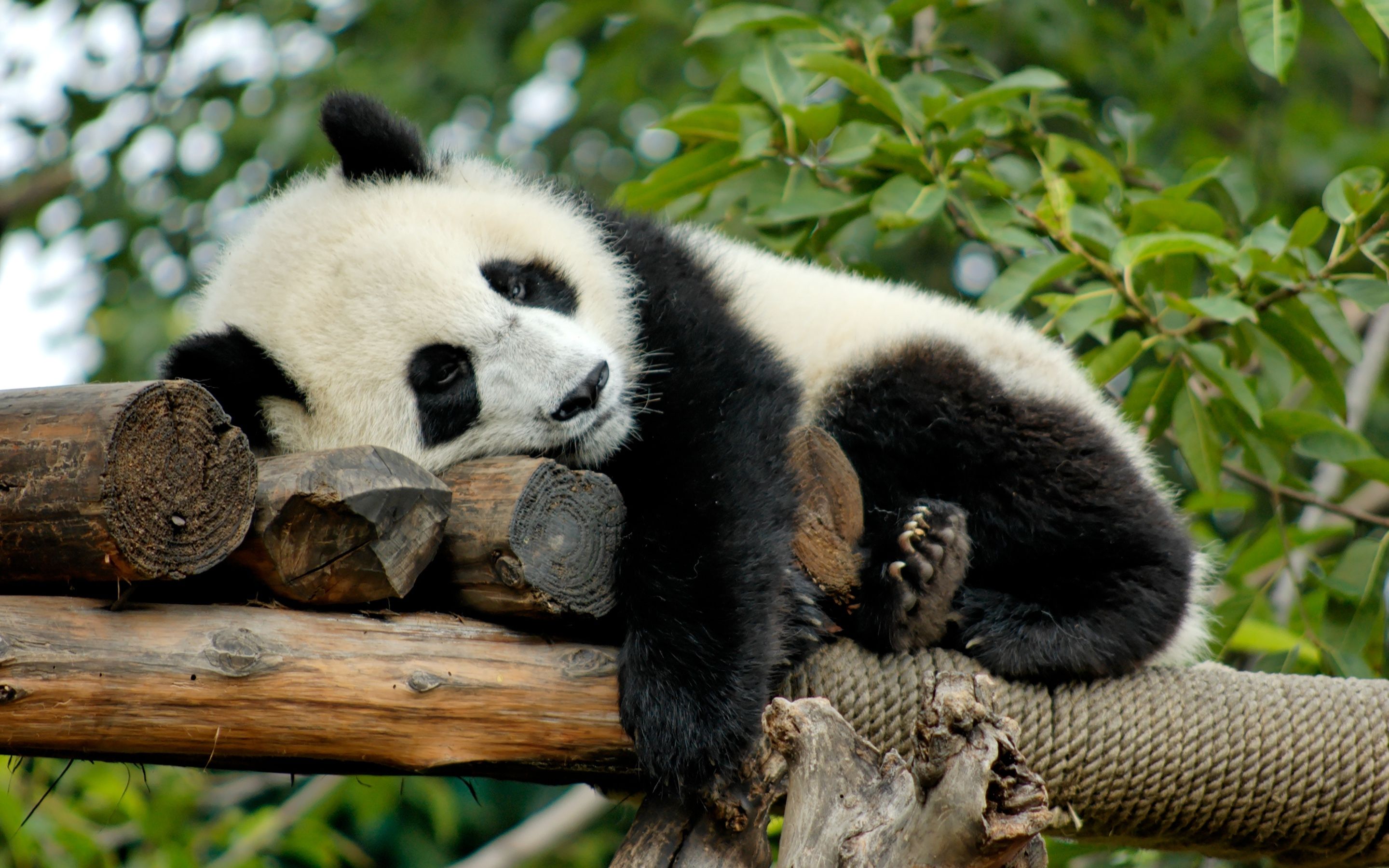Bing Image as Desktop Background Panda Bears