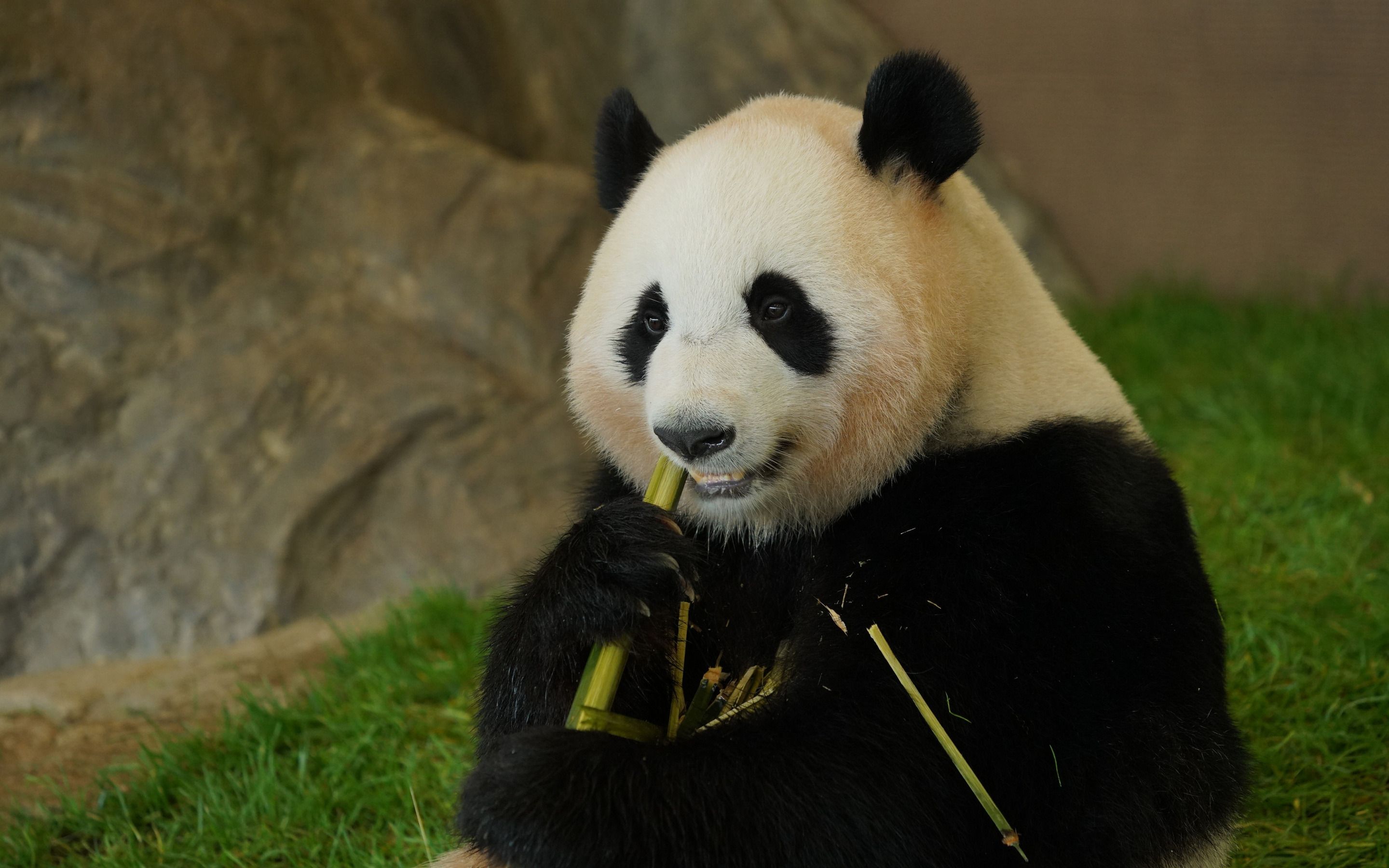 Download wallpaper panda eating bamboo, wildlife, pandas, bears, cute animals, panda for desktop with resolution 2880x1800. High Quality HD picture wallpaper
