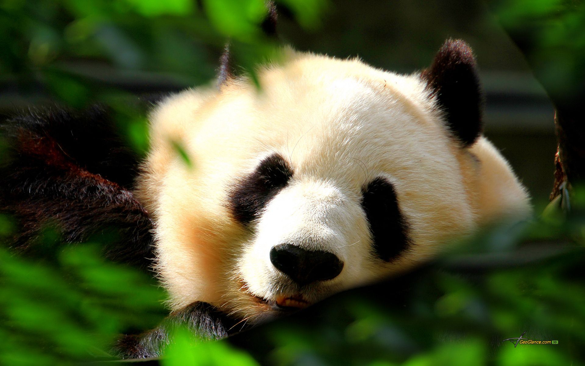 Cute Wallpaper of Pandas