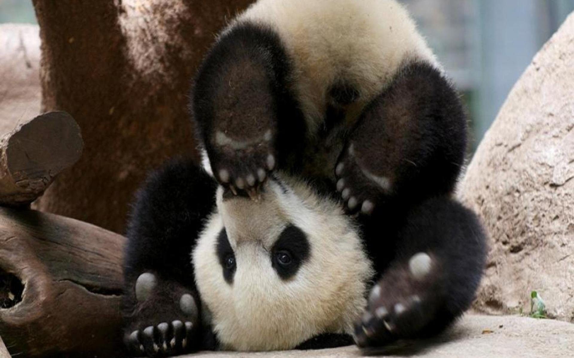 Panda Baer, Bears, Pandas, Cute, Baby