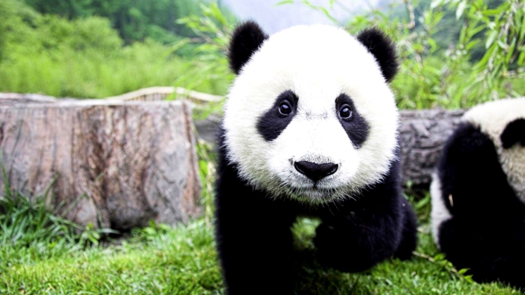 Cute Baby Panda Bear Wallpaper
