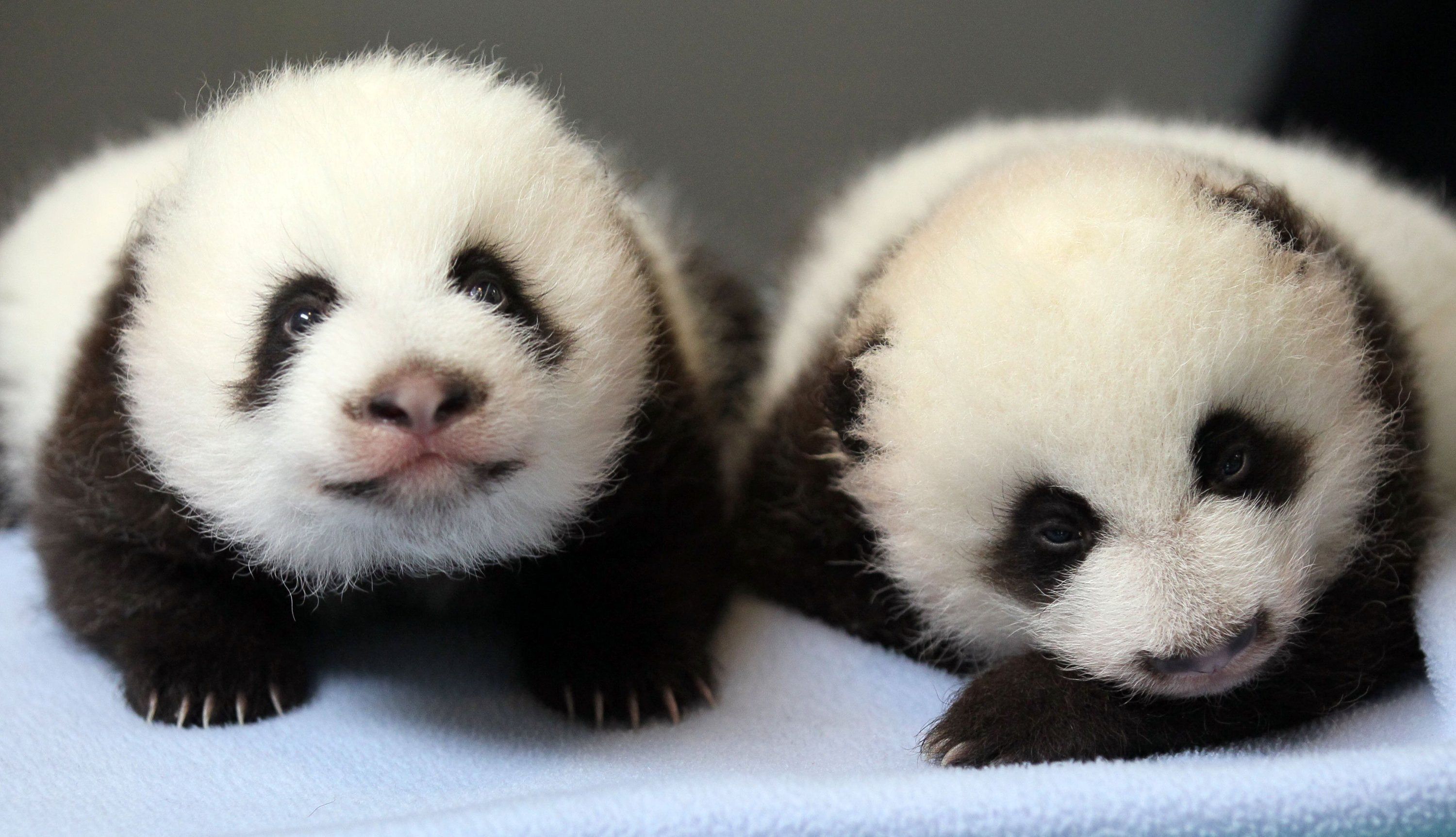 Twin Baby Panda Cute Wallpaper