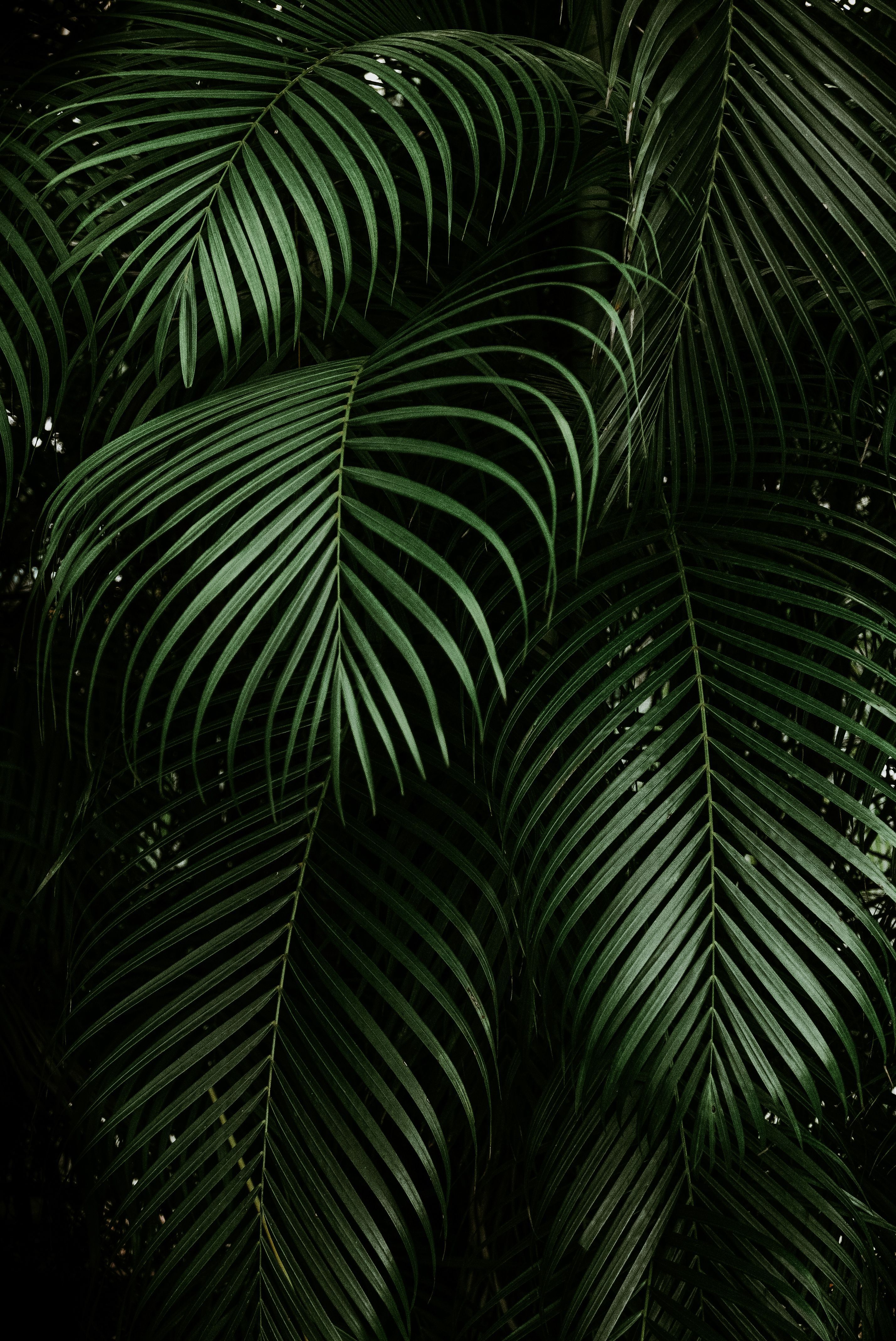 Tropical Greens Mobile Lightroom Preset/ Instagram presets/. Etsy. Green leaf wallpaper, Leaves wallpaper iphone, Leaf photography