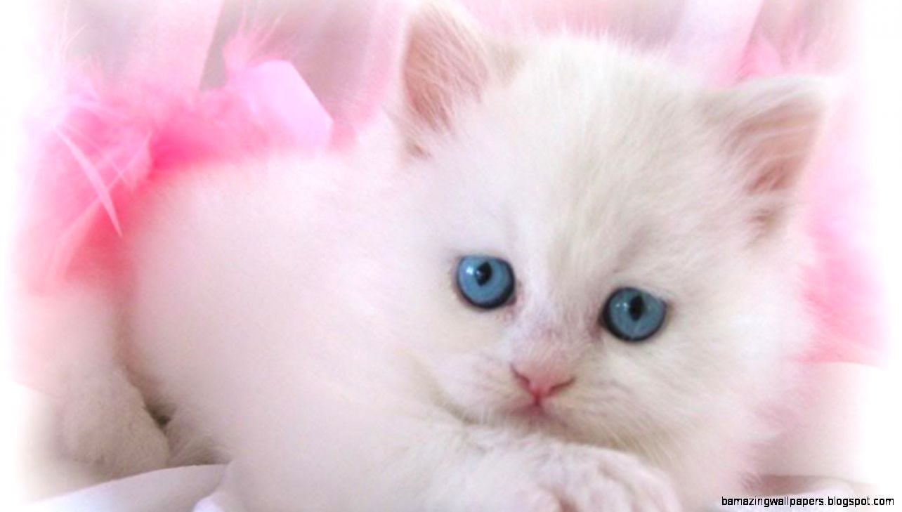 Cool Beautiful Pink Cute Kittens Wallpaper