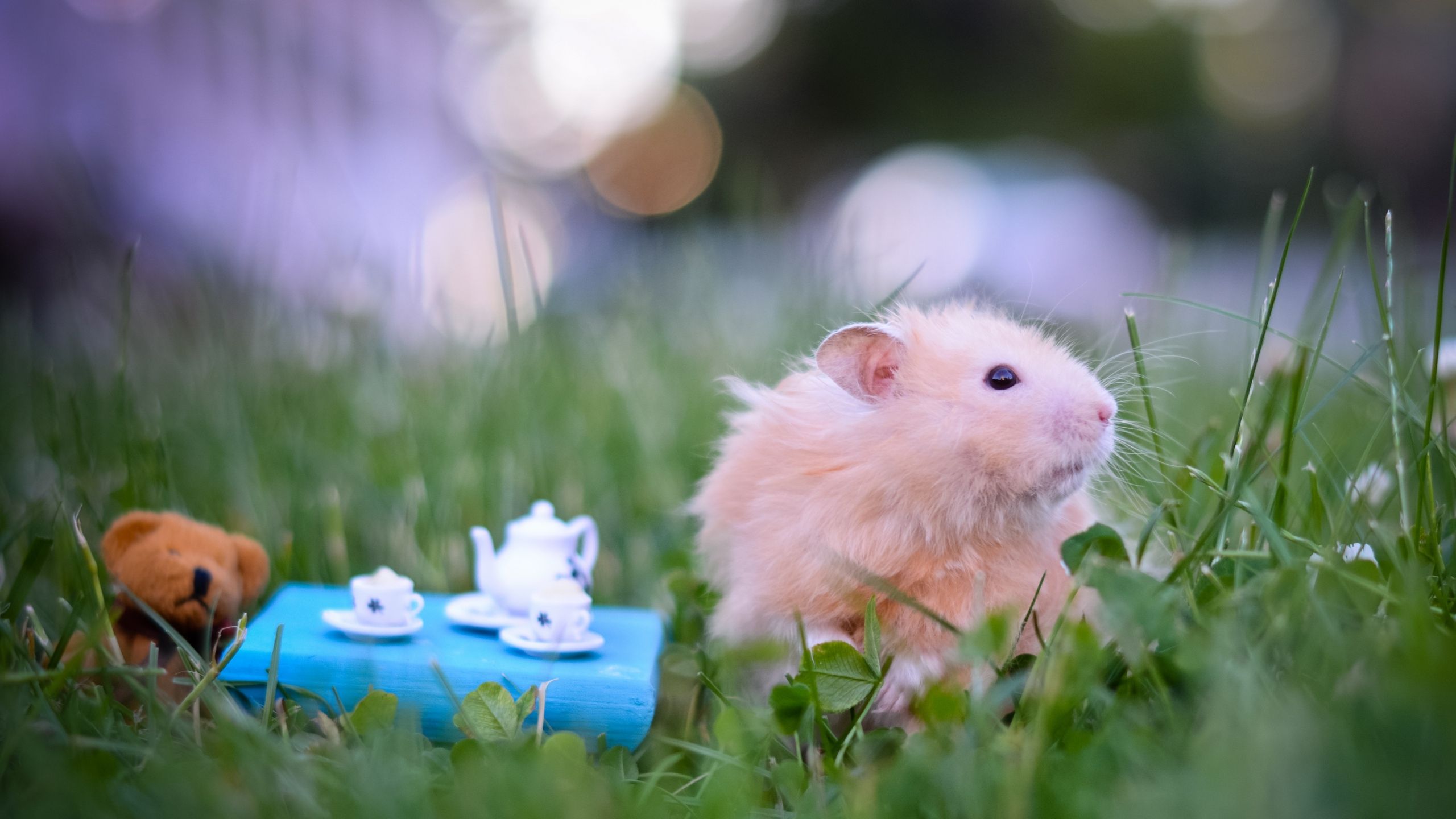 Free download on July 28 2015 By Stephen Comments Off on Cute Hamsters Wallpaper [2560x1440] for your Desktop, Mobile & Tablet. Explore Cute Hamster Wallpaper. Hamster Wallpaper, Hamster Wallpaper Desktop