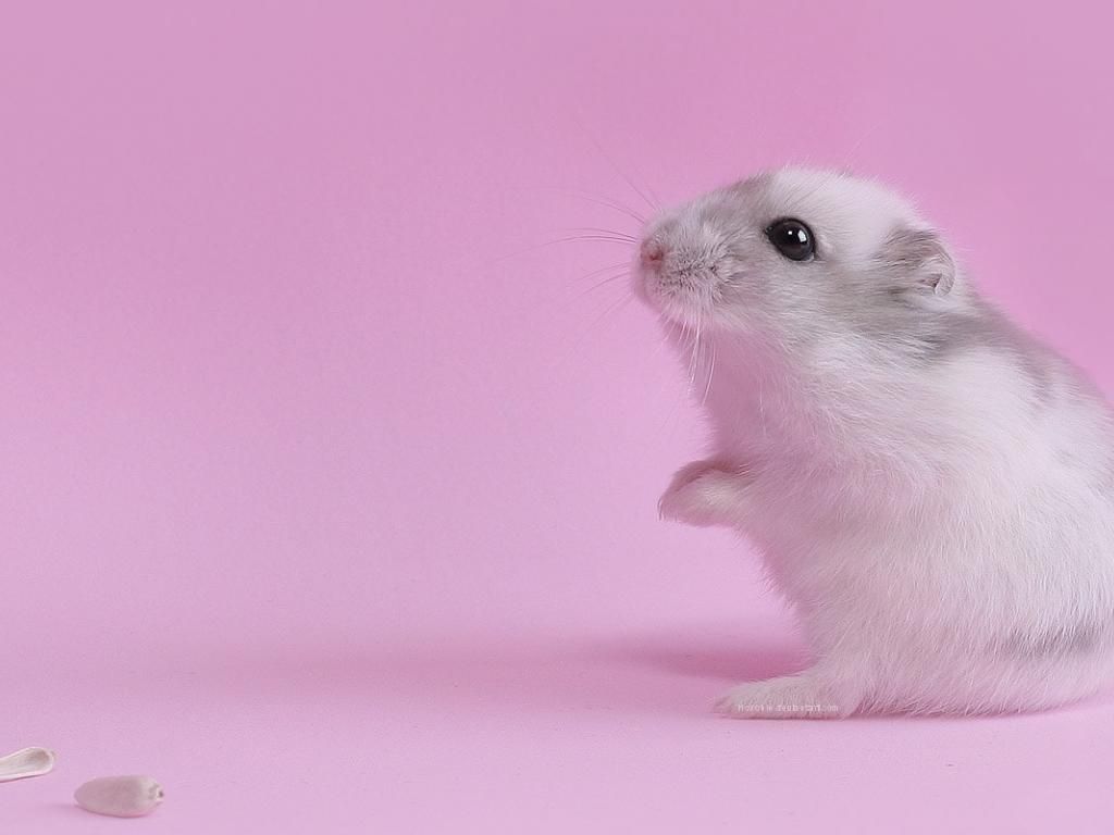 Hamster HQ HD Wallpaper