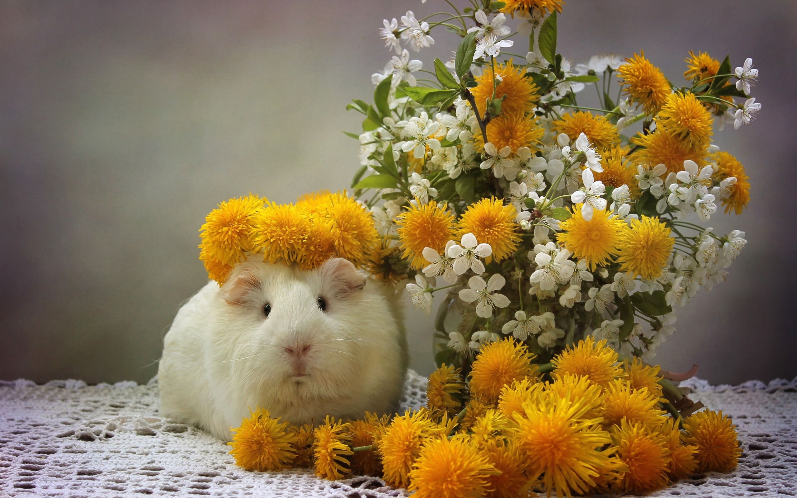 Download wallpaper white little guinea pig, cute animals, pets, dandelions, yellow spring flowers for desktop with resolution 2560x1600. High Quality HD picture wallpaper