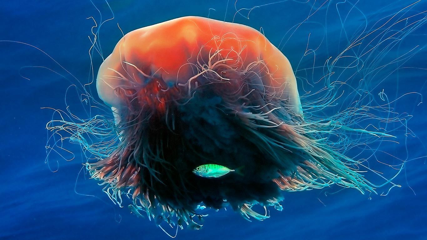 Lion's Mane Jellyfish National Geographic. Bing Wallpaper Gallery Background Image of all its world. Lion's mane jellyfish, Jellyfish picture, Lion mane