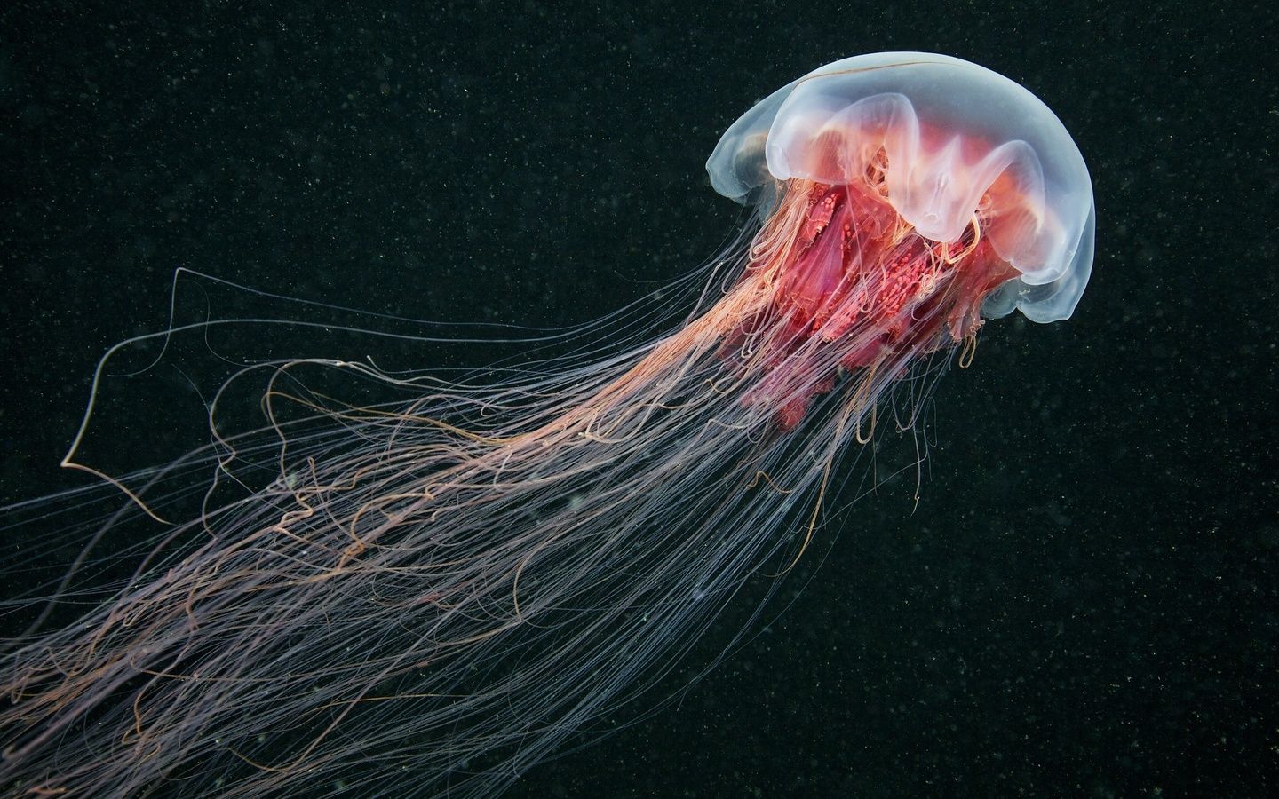 Download Wallpaper Lions mane jellyfish (1440x900). The Wallpaper, photo