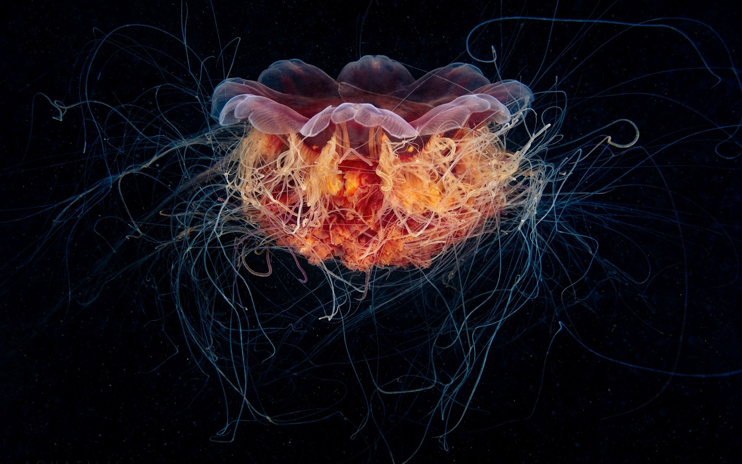 Download Wallpaper medusa jelly lion's mane jellyfish cyanea capillata the hairy giant hair, 2560x1600, Lion's mane jellyfish