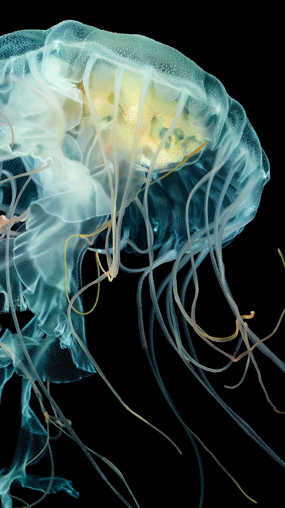 Wallpaper Apple Watch Wallpaper Jellyfish, 4k, HD wallpaper, Lion's mane jellyfish, underwater, OS