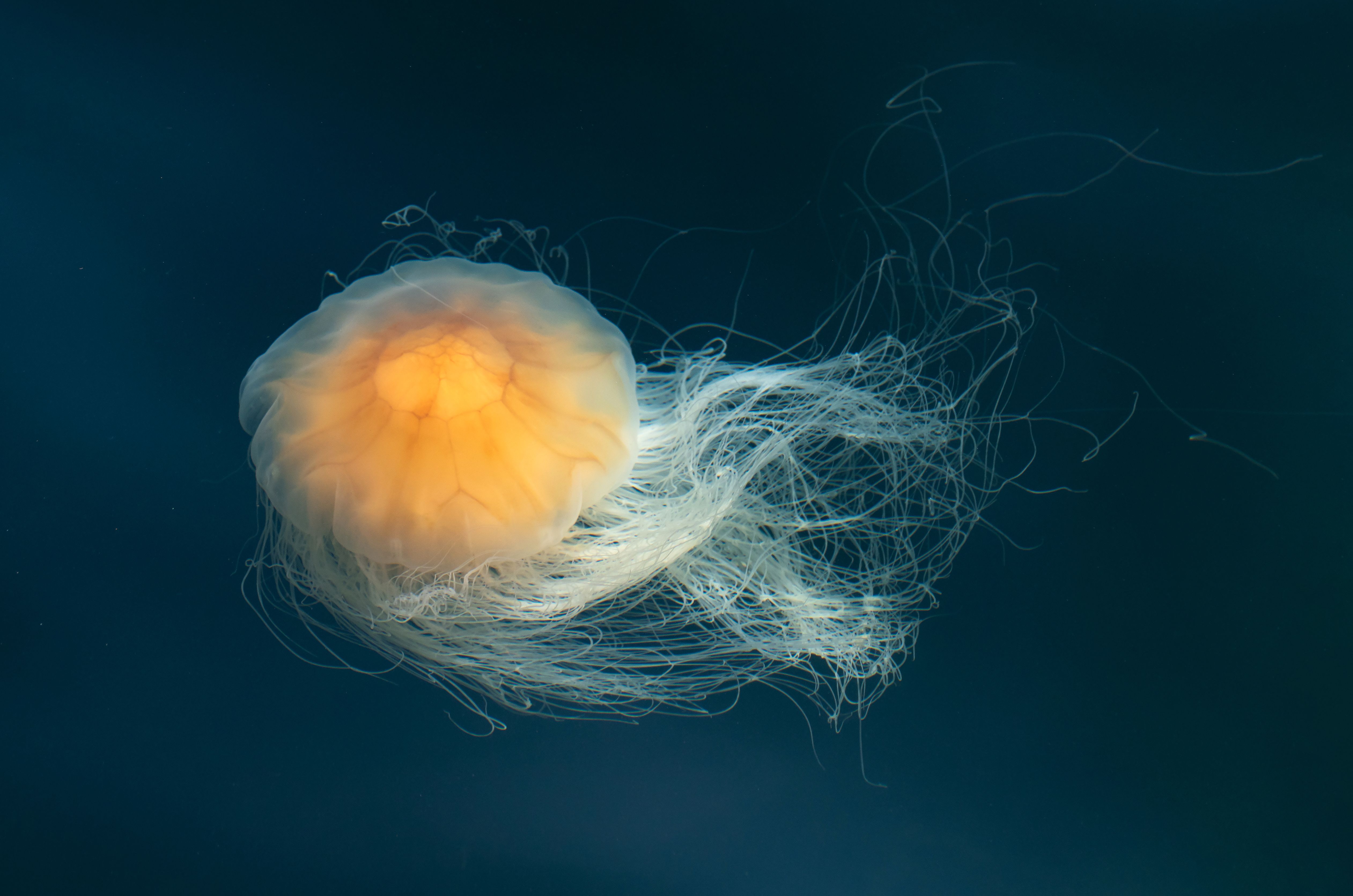 Lion's mane jellyfish in Gullmarn fjord at Sämstad