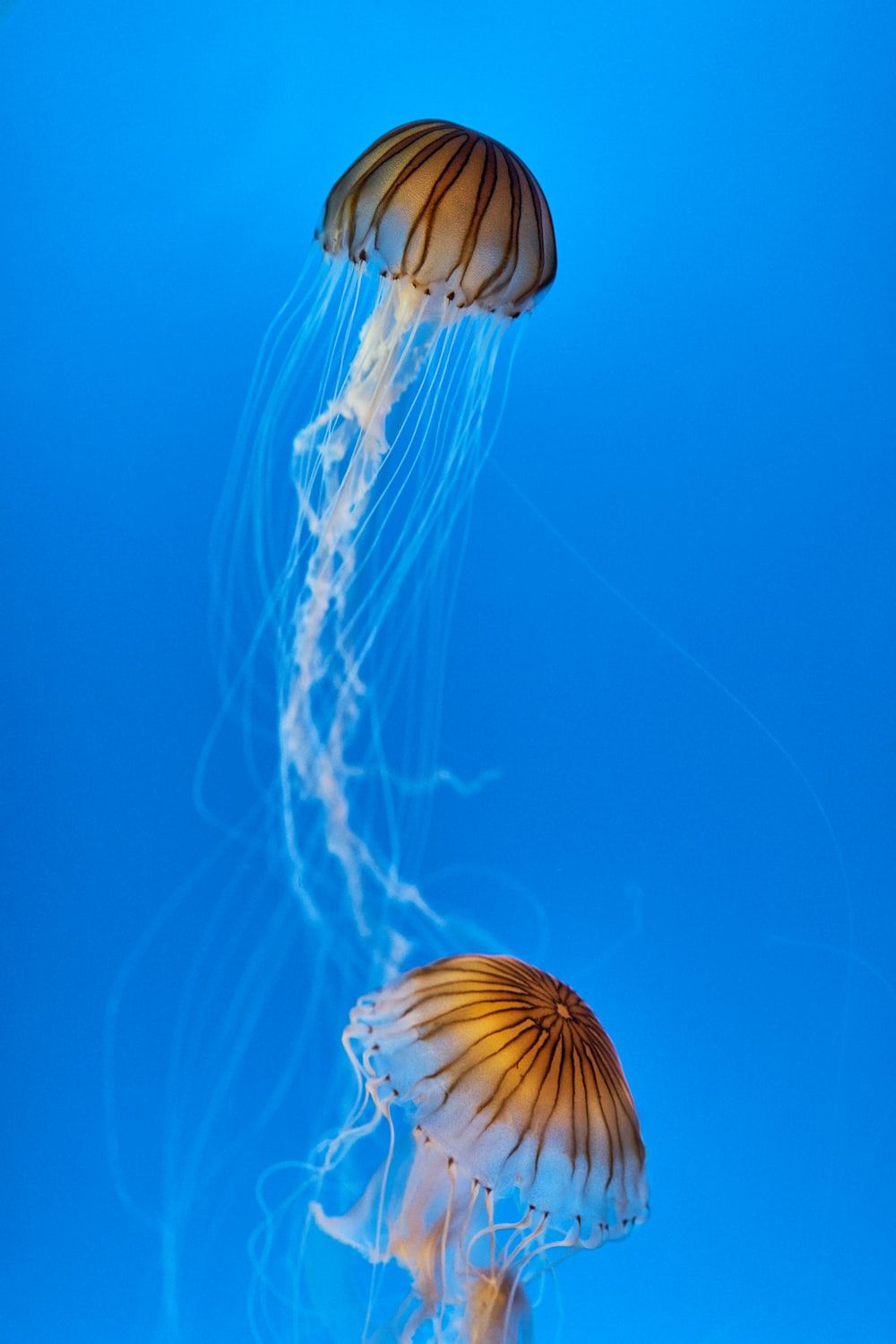 lion mane jellyfish photo