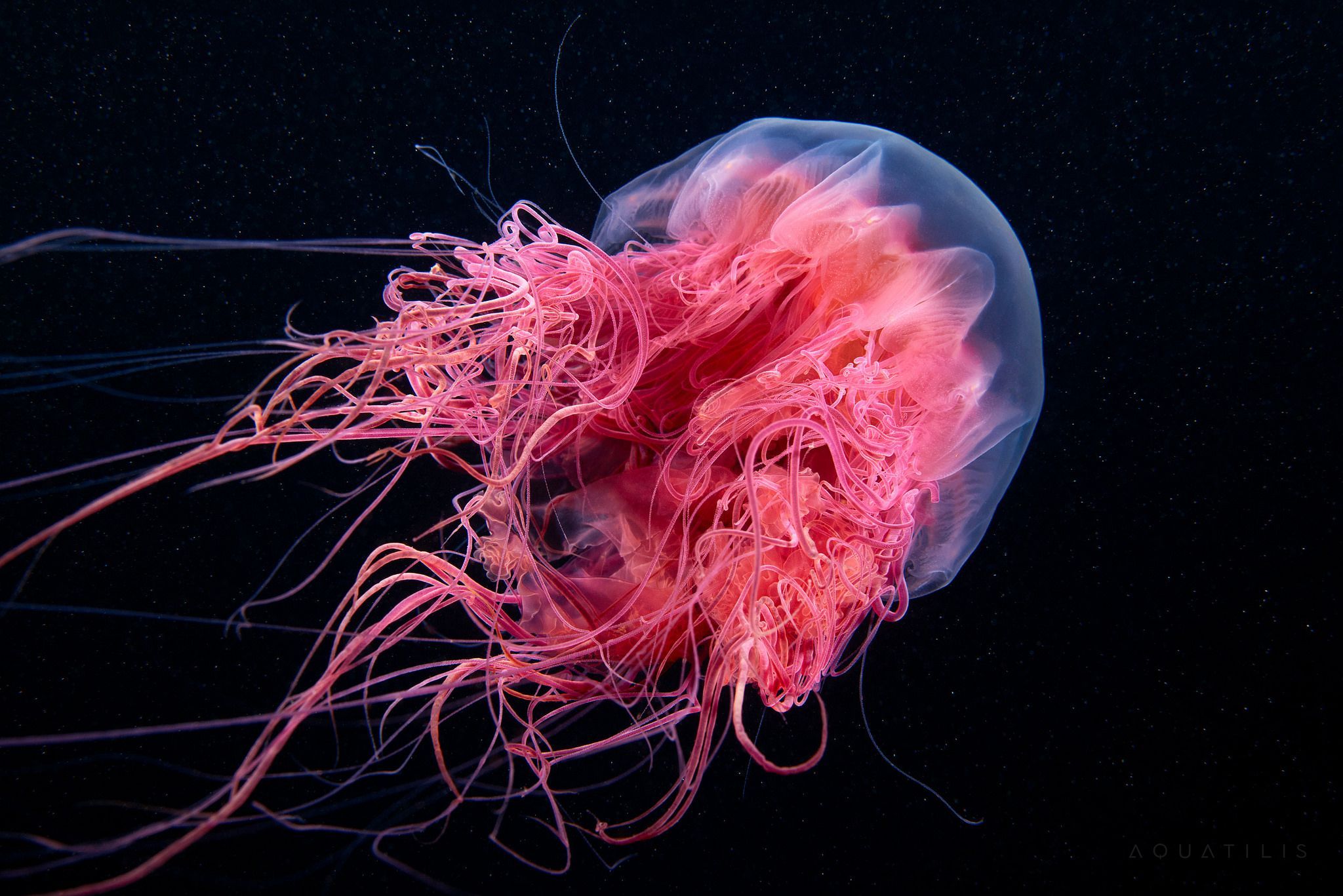 Pink Cyanea capillata. Jellyfish, Lion's mane jellyfish, Cnidaria