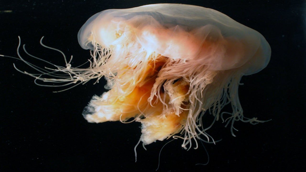 More Giant Stinging Jellyfish Wash Ashore in Maine This Year. The Weather Channel from The Weather Channel