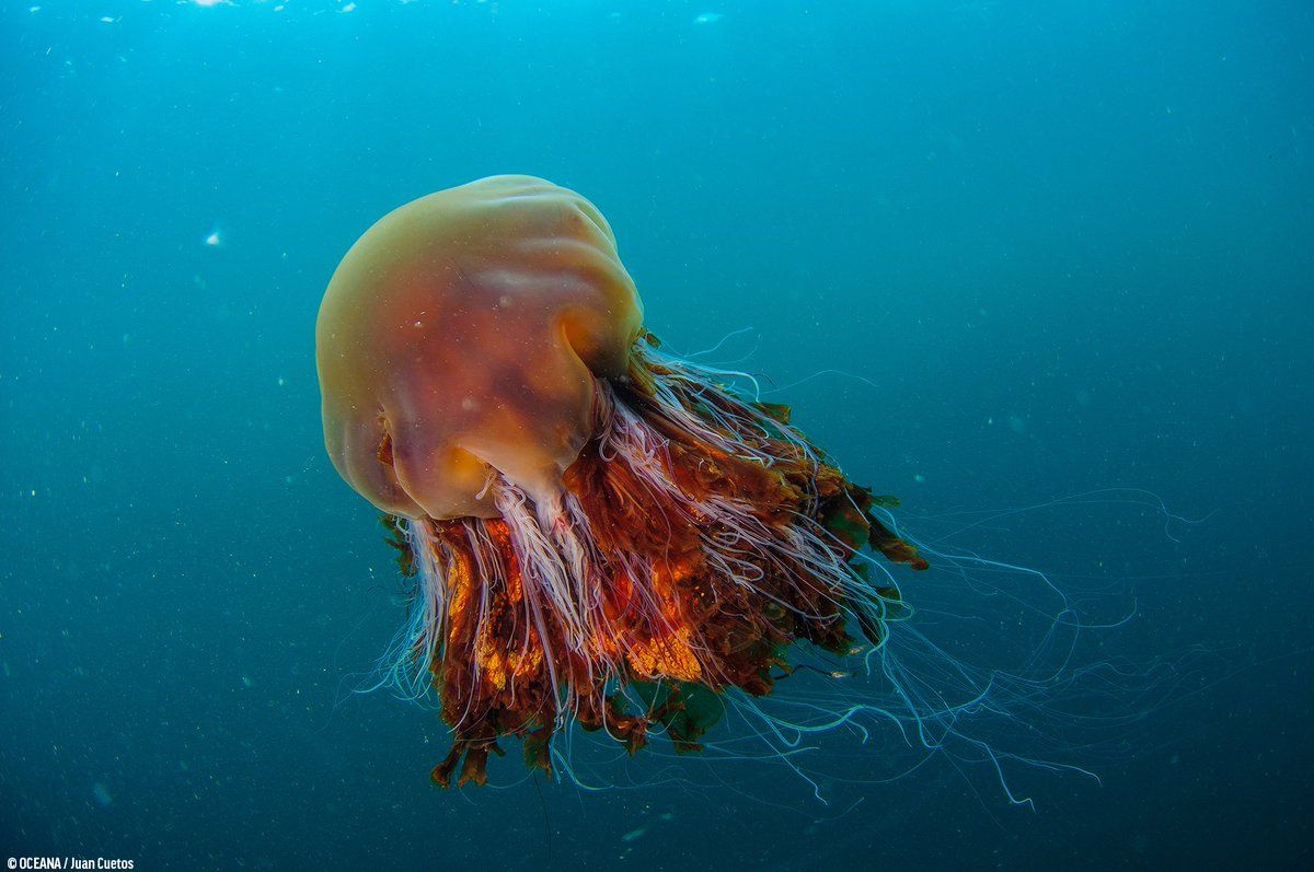 Most Dangerous Jellyfish in the World